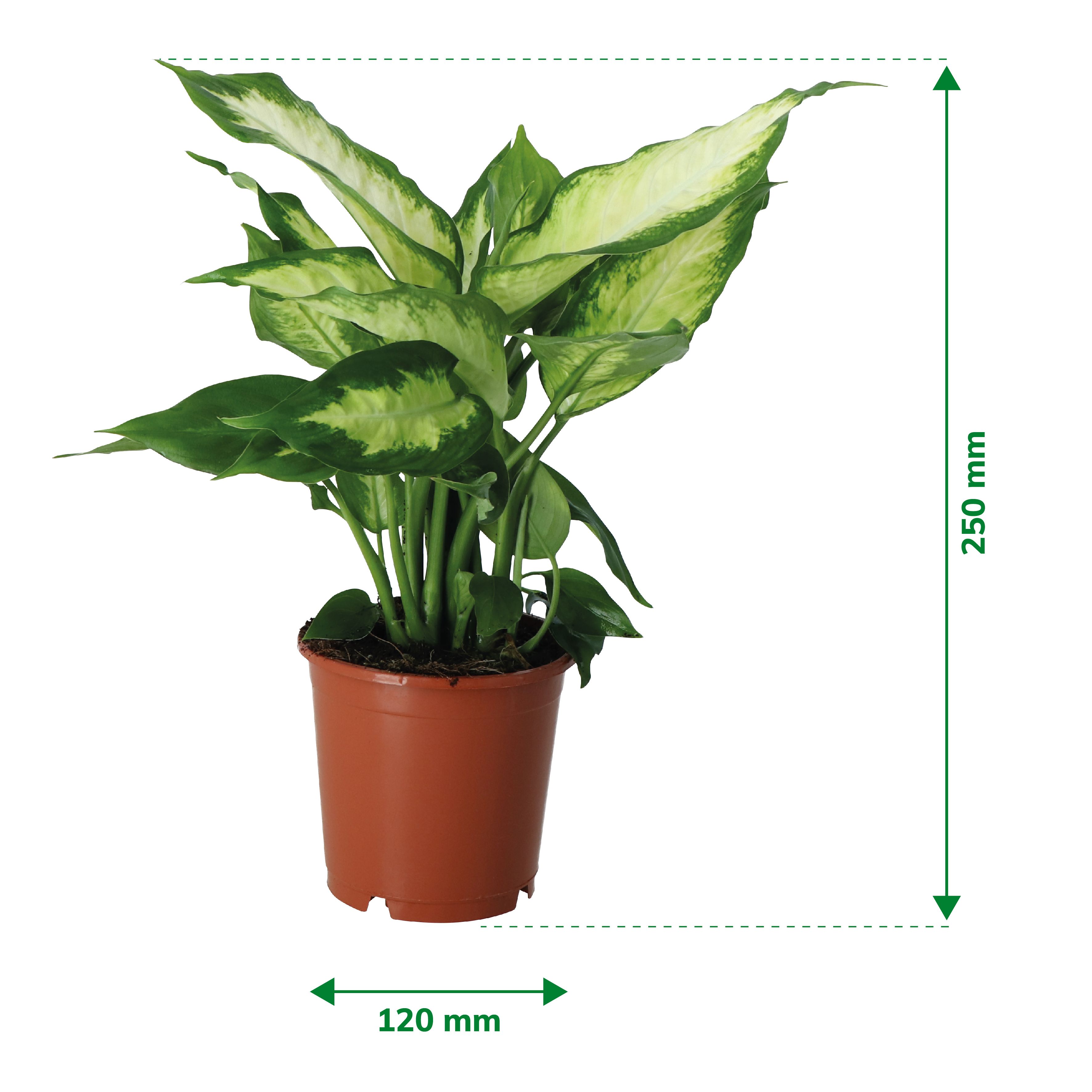 Verve Leopard lily in Plastic Grow pot 12cm