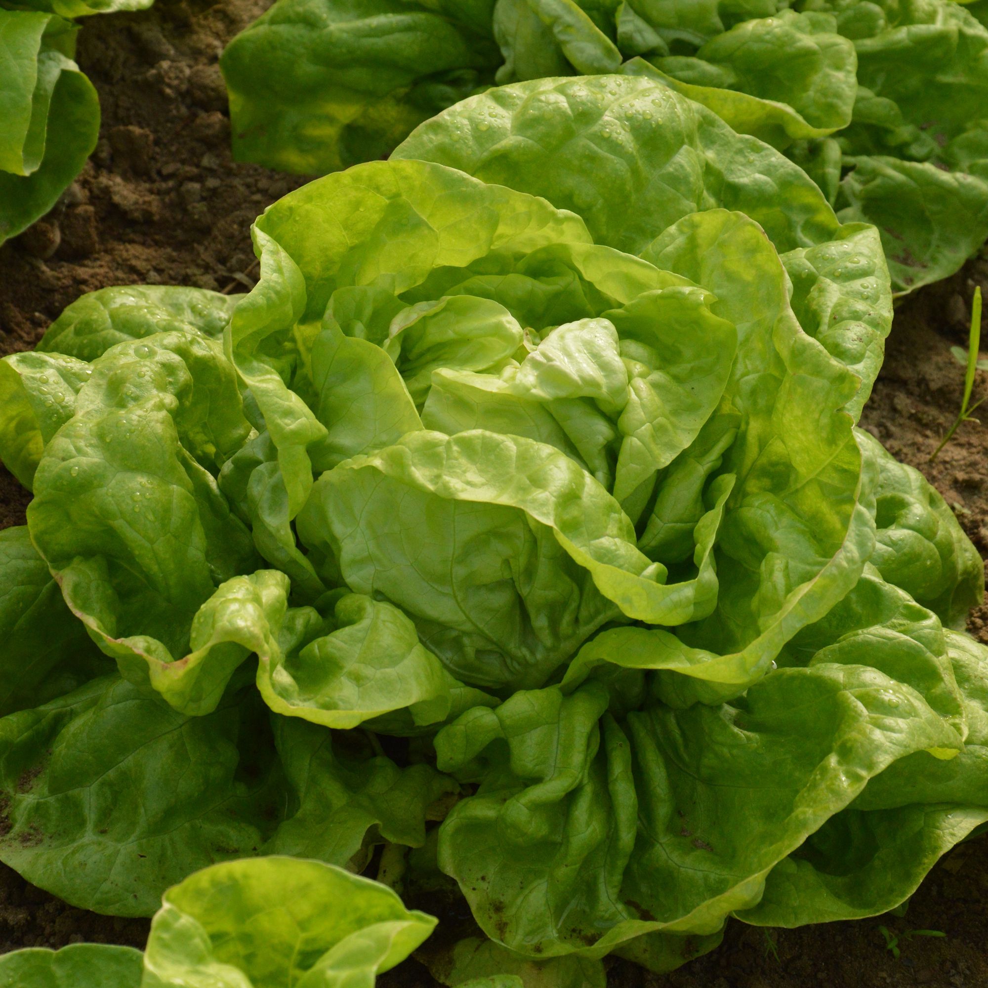 1000+ Vietnamese Butterhead Lettuce Seeds - Hạt Xà Lách Mỡ, 98% Germination, Heat Resistant