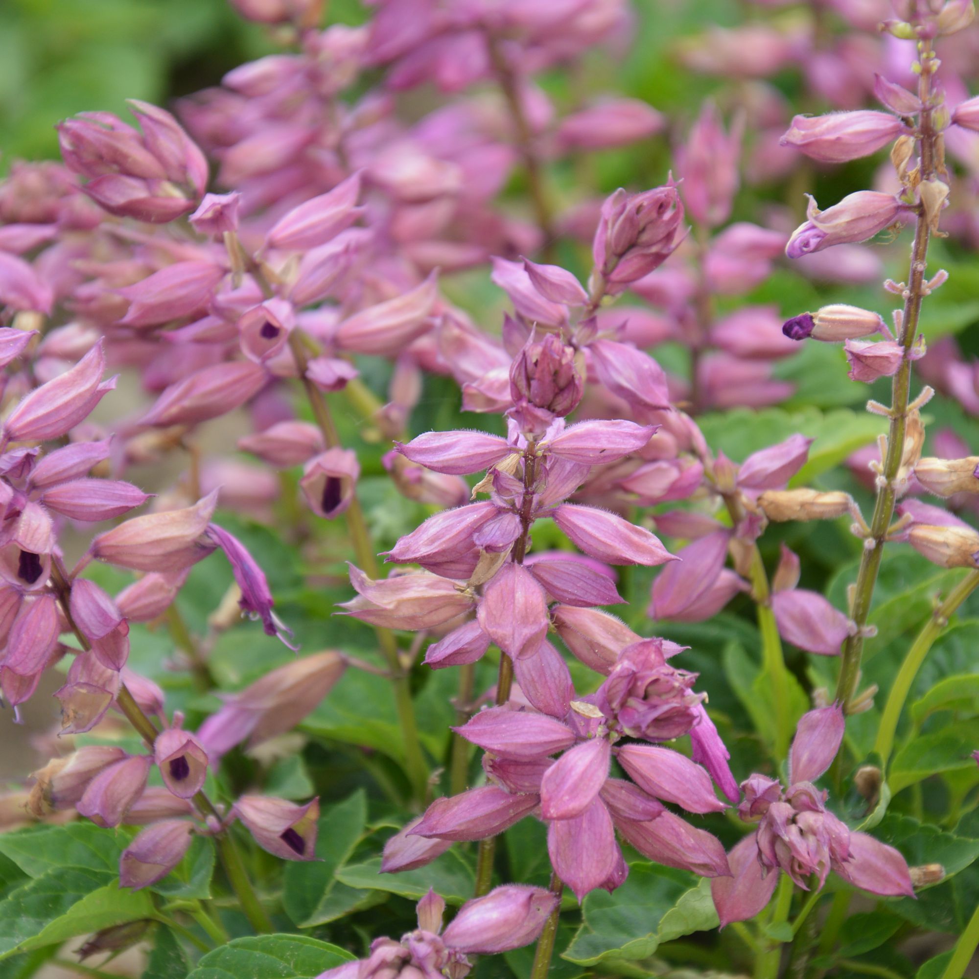Verve Lilac Salvia Seeds