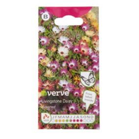 Verve Livingstone Daisy Seeds