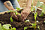 Verve Mama Terra Peat-free Fruit & vegetable Soil improver 50L