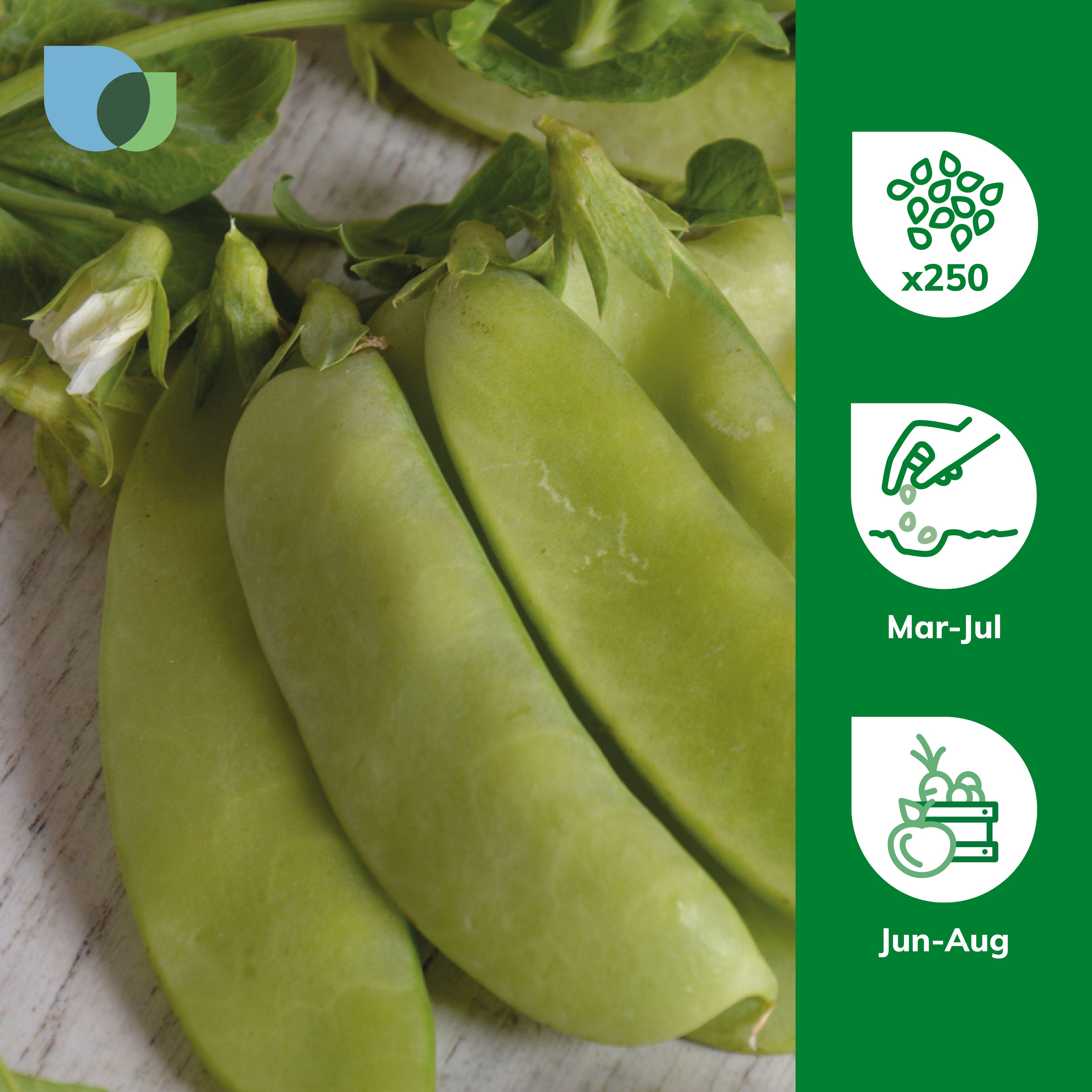 Verve Mangetout 'Bajka' Vegetable Seeds