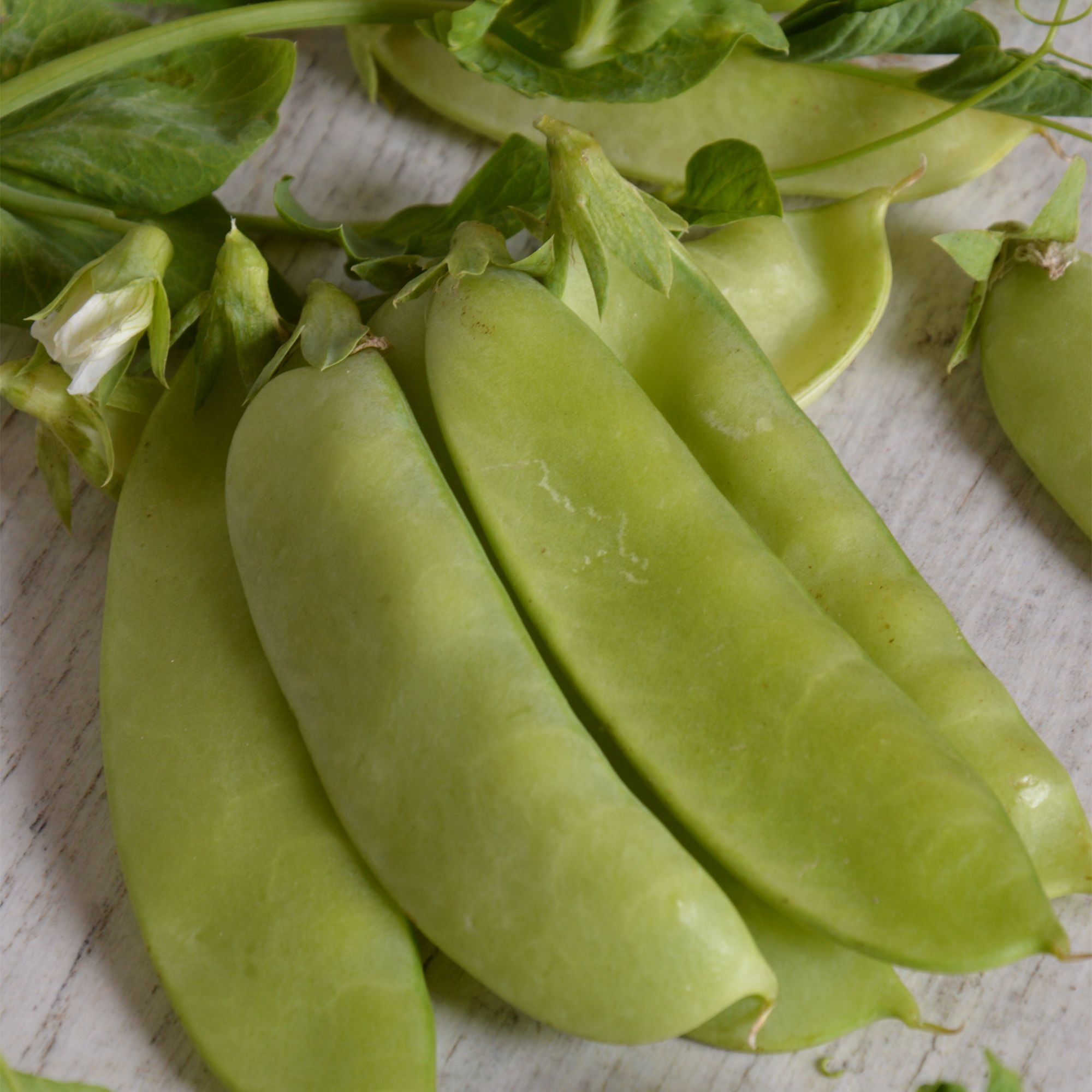 Verve Mangetout 'Bajka' Vegetable Seeds