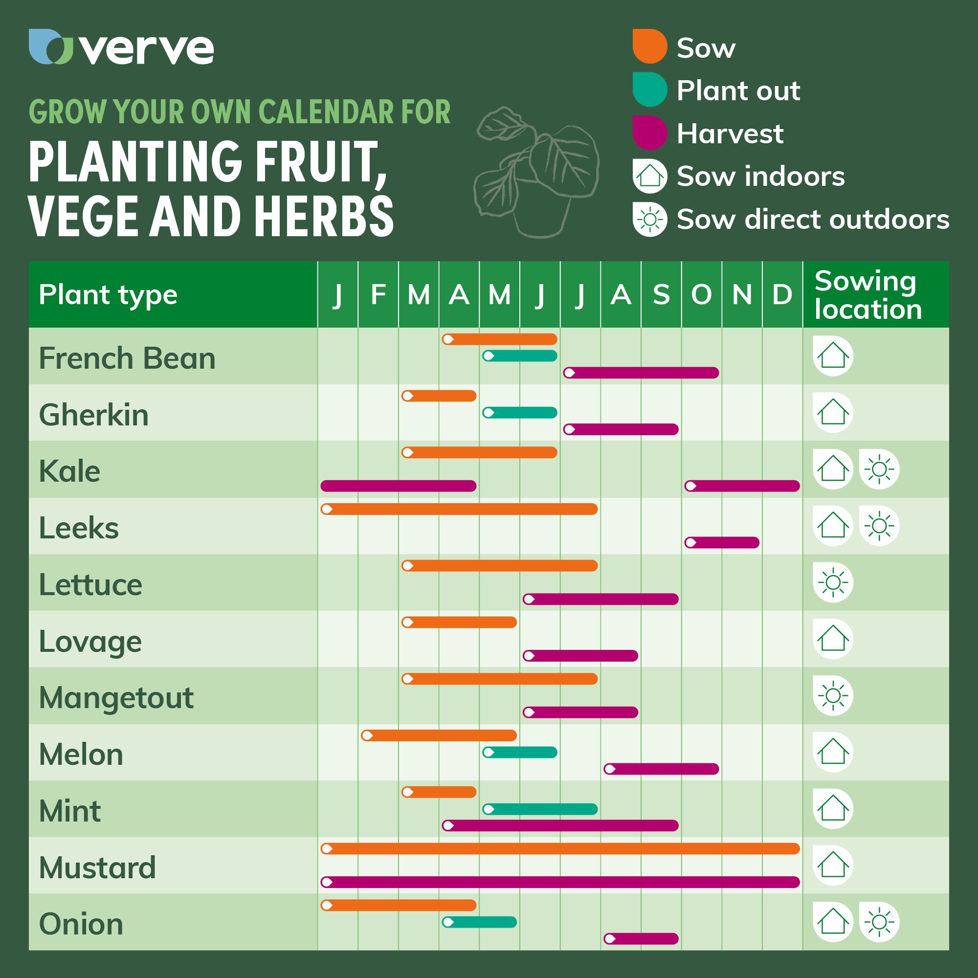 Verve Mangetout 'Bajka' Vegetable Seeds