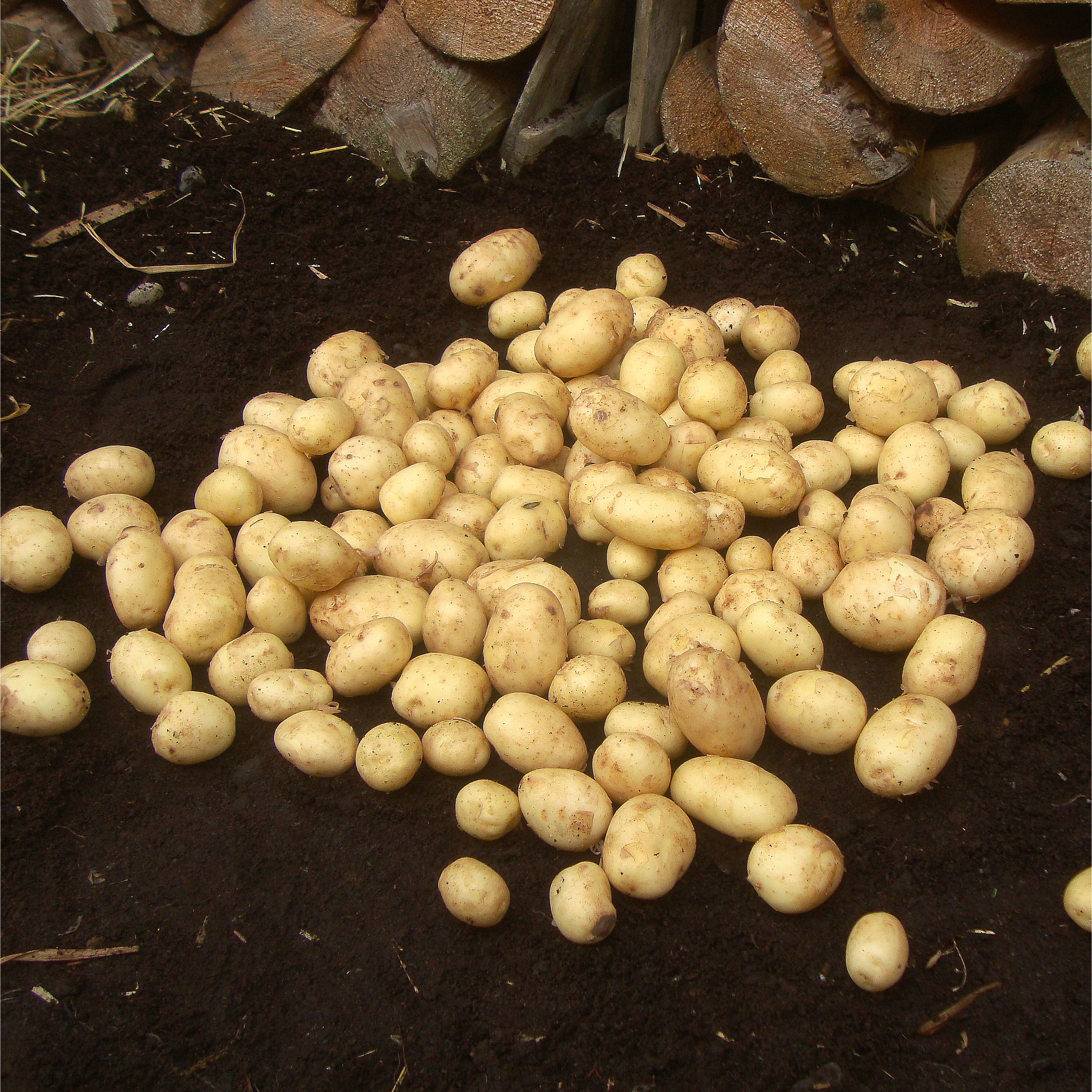 Verve Maris Peer Seed Potato