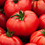 Verve Marmande beefsteak Tomato Seed