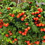 Verve Maskotka cherry tomato Seed