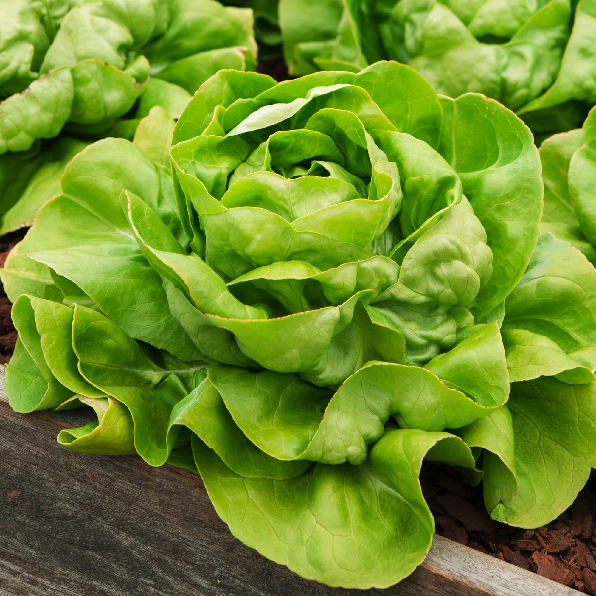 Verve May King lettuce Seed
