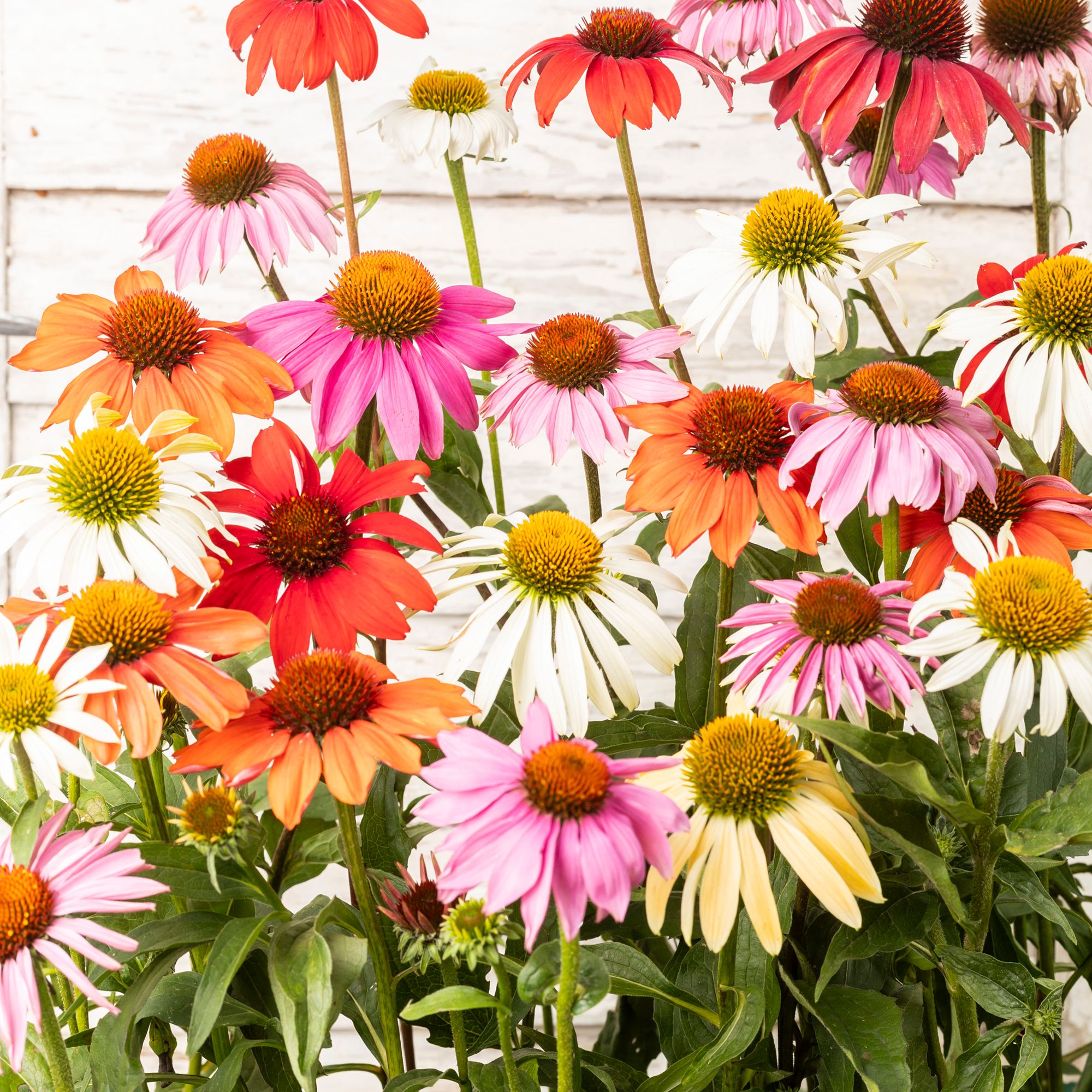 Verve Mix Echinacea Seeds