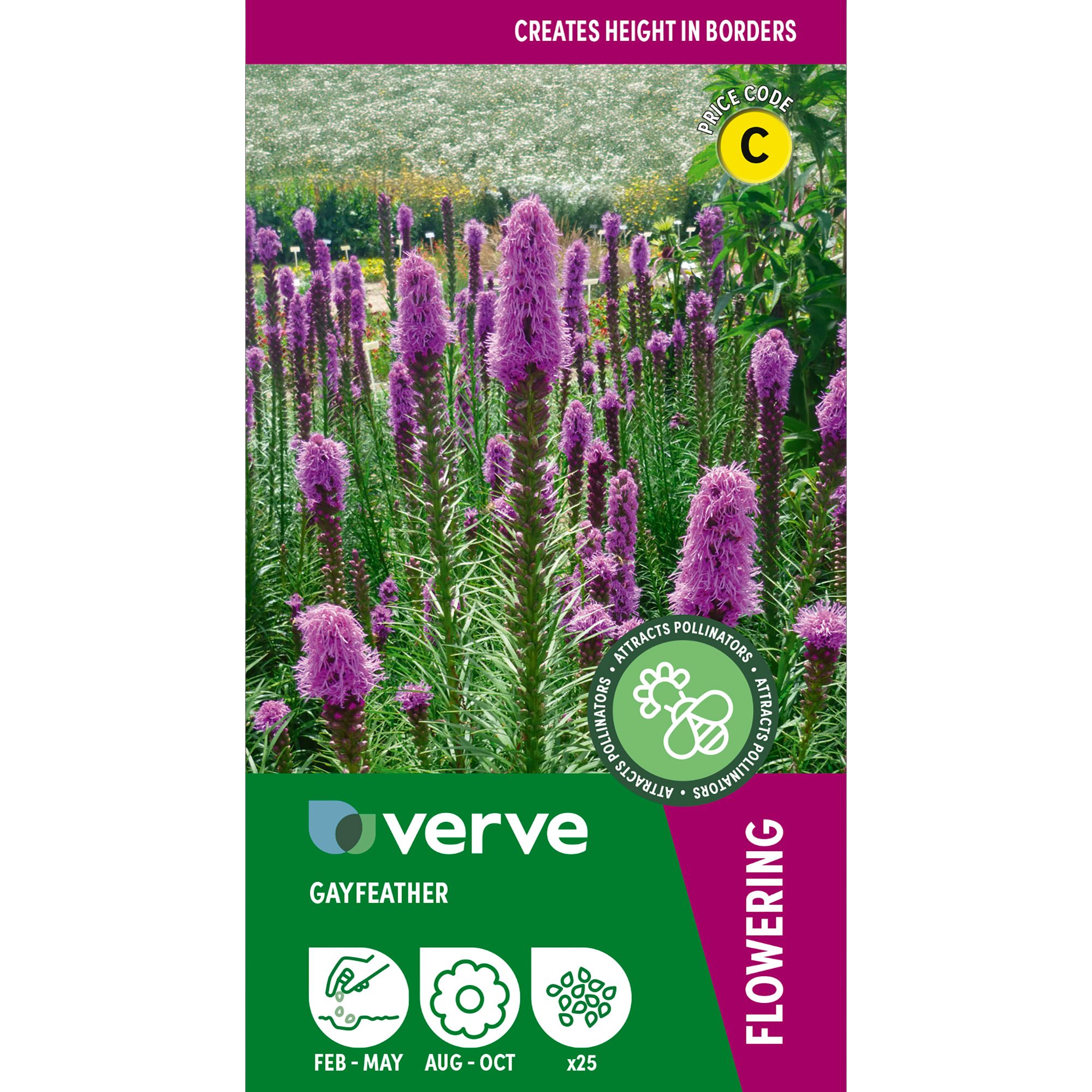 Verve Mix Gayfeather Seeds