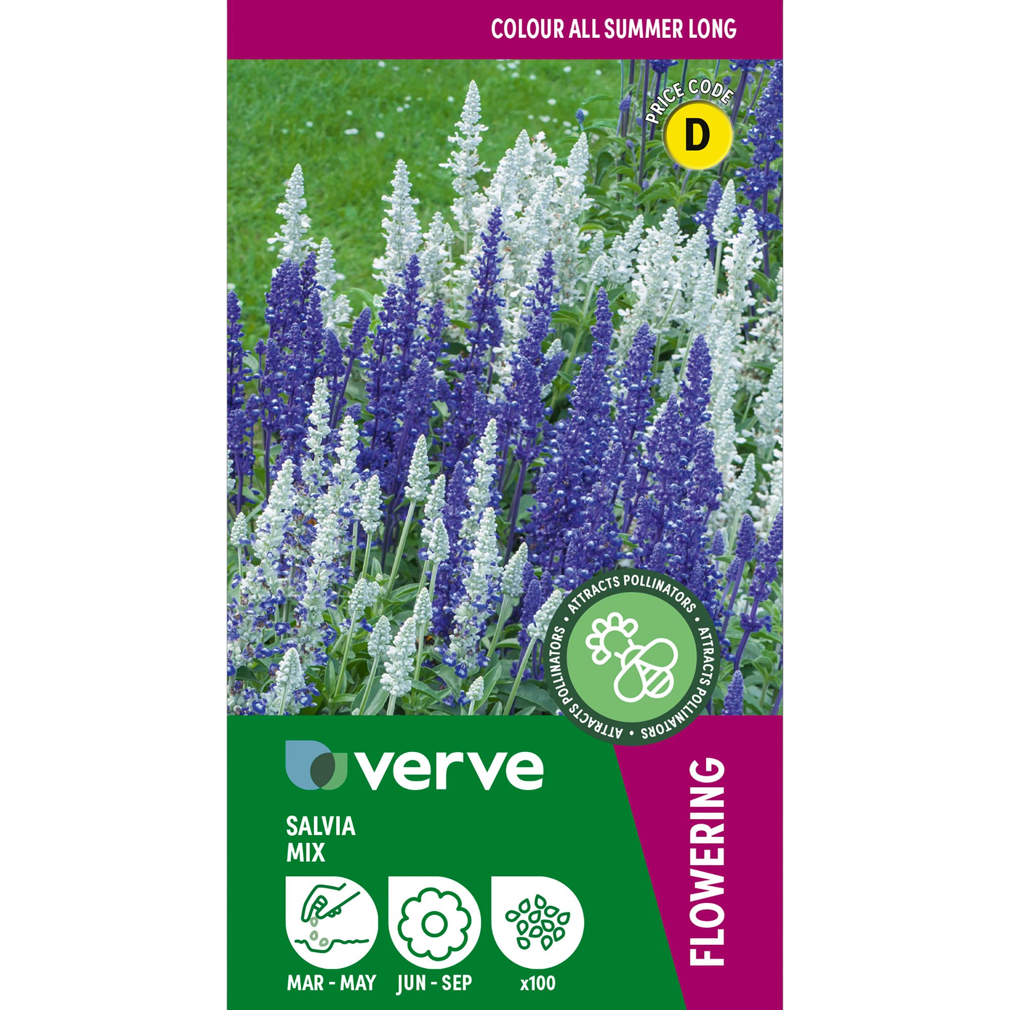 Verve Mix Salvia Flower Seeds