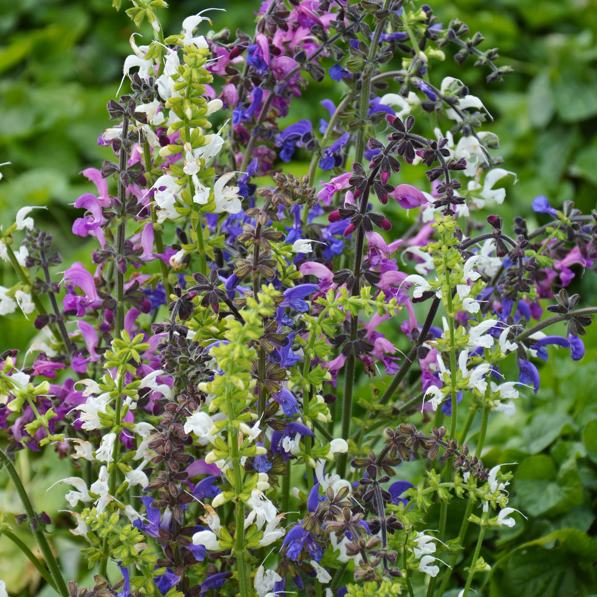 STUDIOUS - CLANE SALVIA FLOWER 完売品 Verve Mix Salvia Flower Seeds