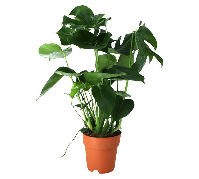 Verve Monstera Foliage plant Plastic Grow pot 19cm
