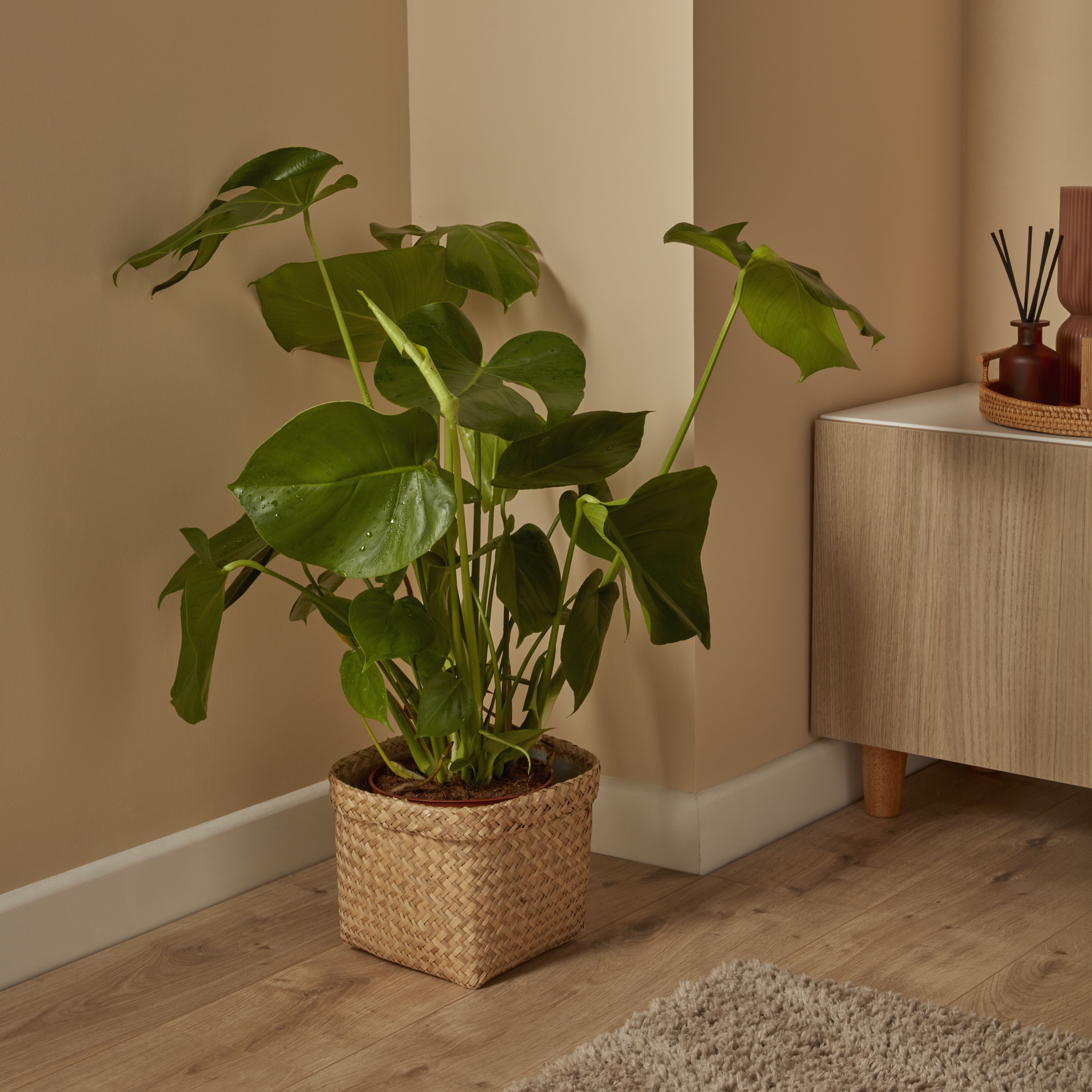 monstera anzucht Monstera 'Variegata' (Rarität) kaufen