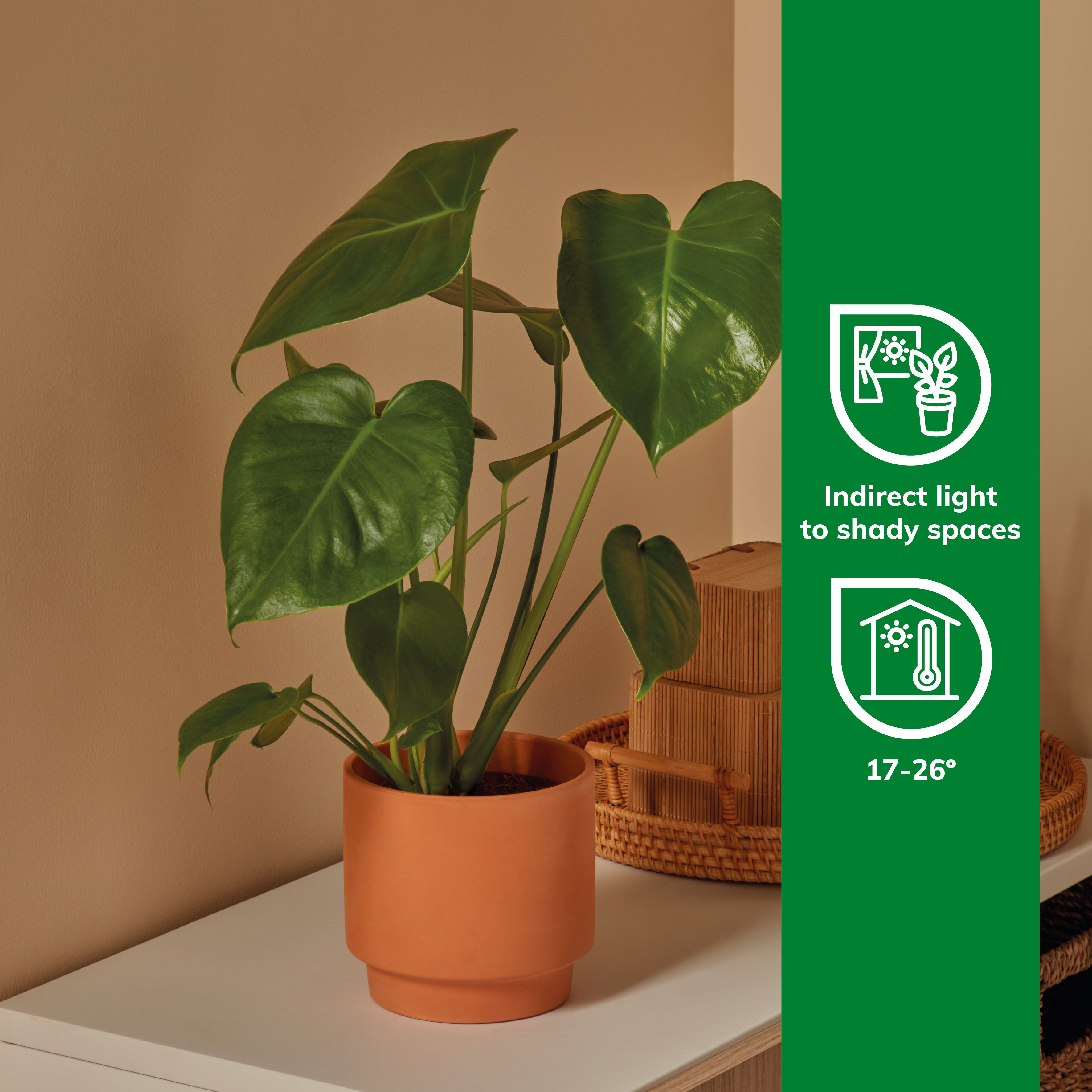 monstera kalk Monstera Full Mint deliciosa borsigiana Variegata