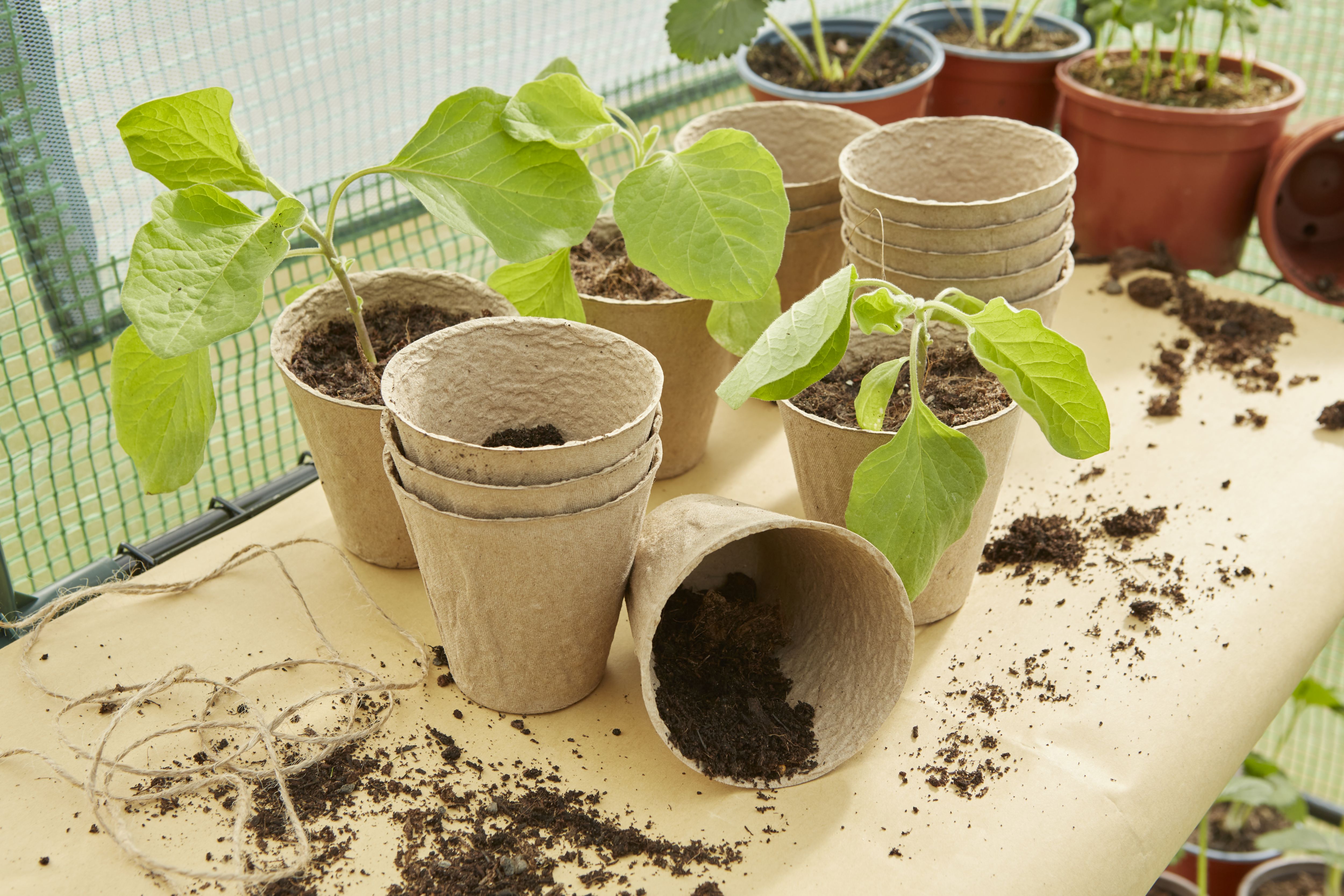 Verve Natural Beige Paper pulp Plant pot (Dia) 8cm, (H)8cm, Pack of 24, 200ml
