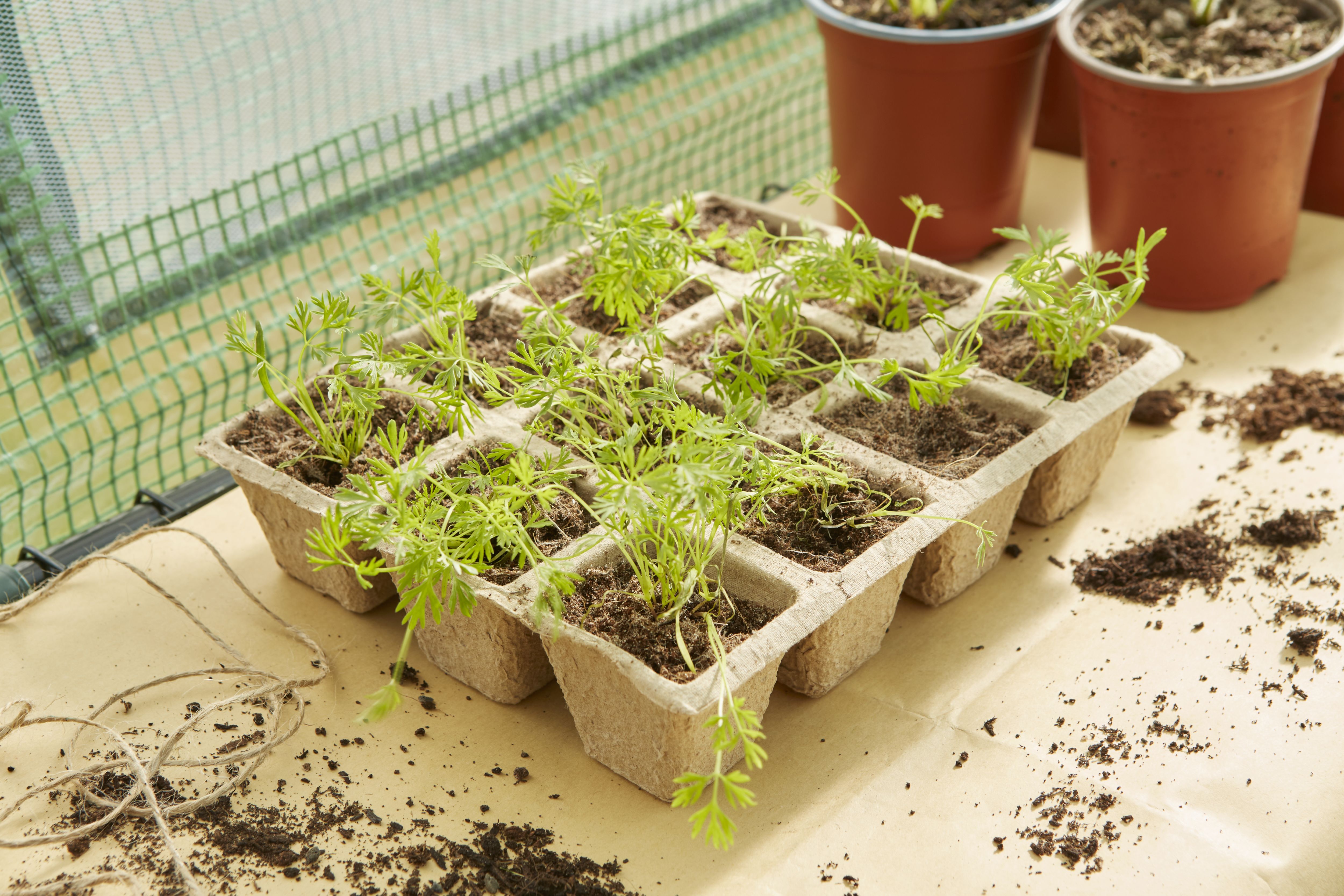 Verve Natural Tray (L)21.5cm, Pack of 5