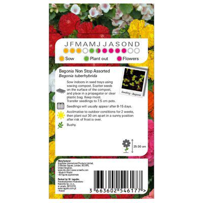 Verve Non stop Begonia Seed