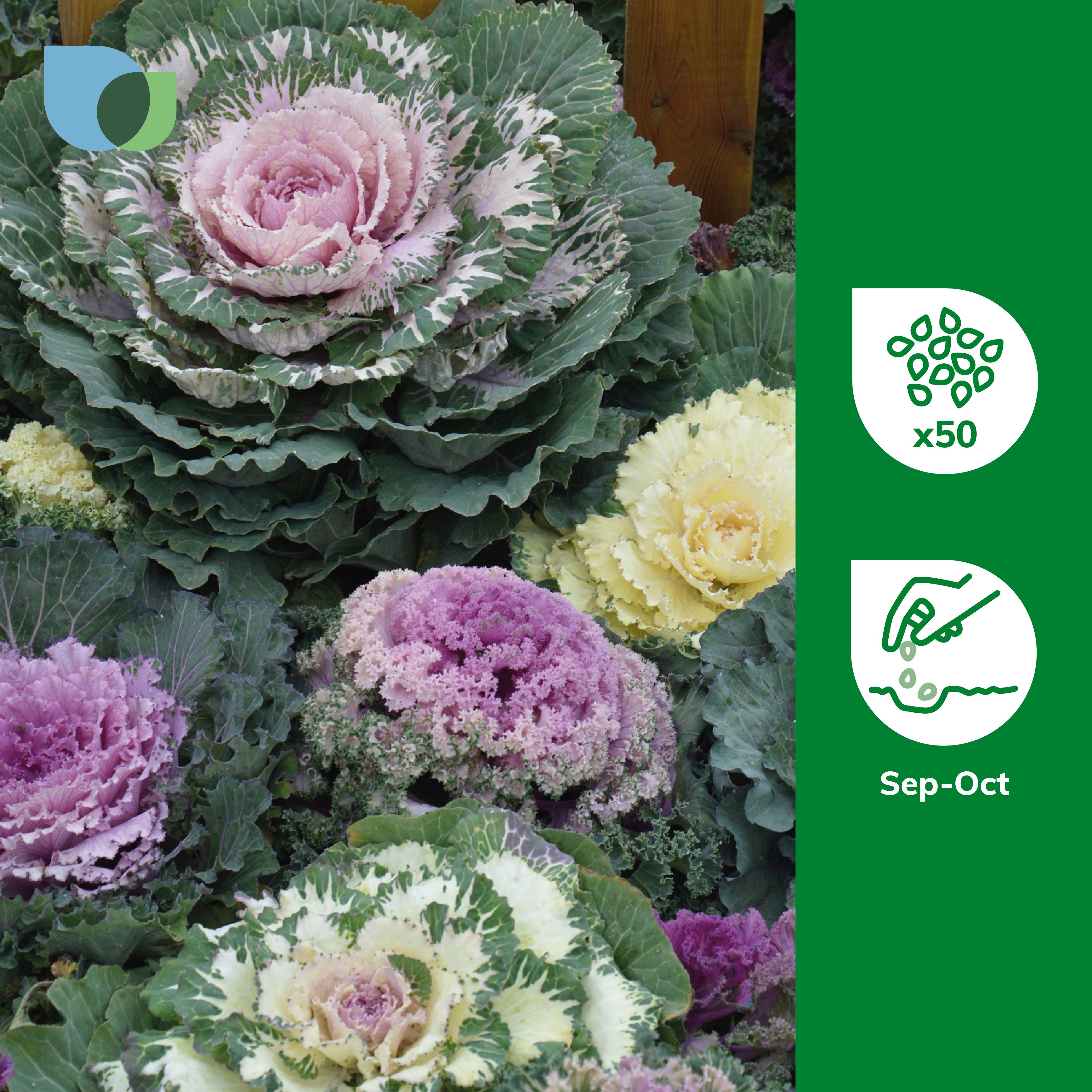 Verve Northern Lights Assorted F1 Ornamental Cabbage Seeds