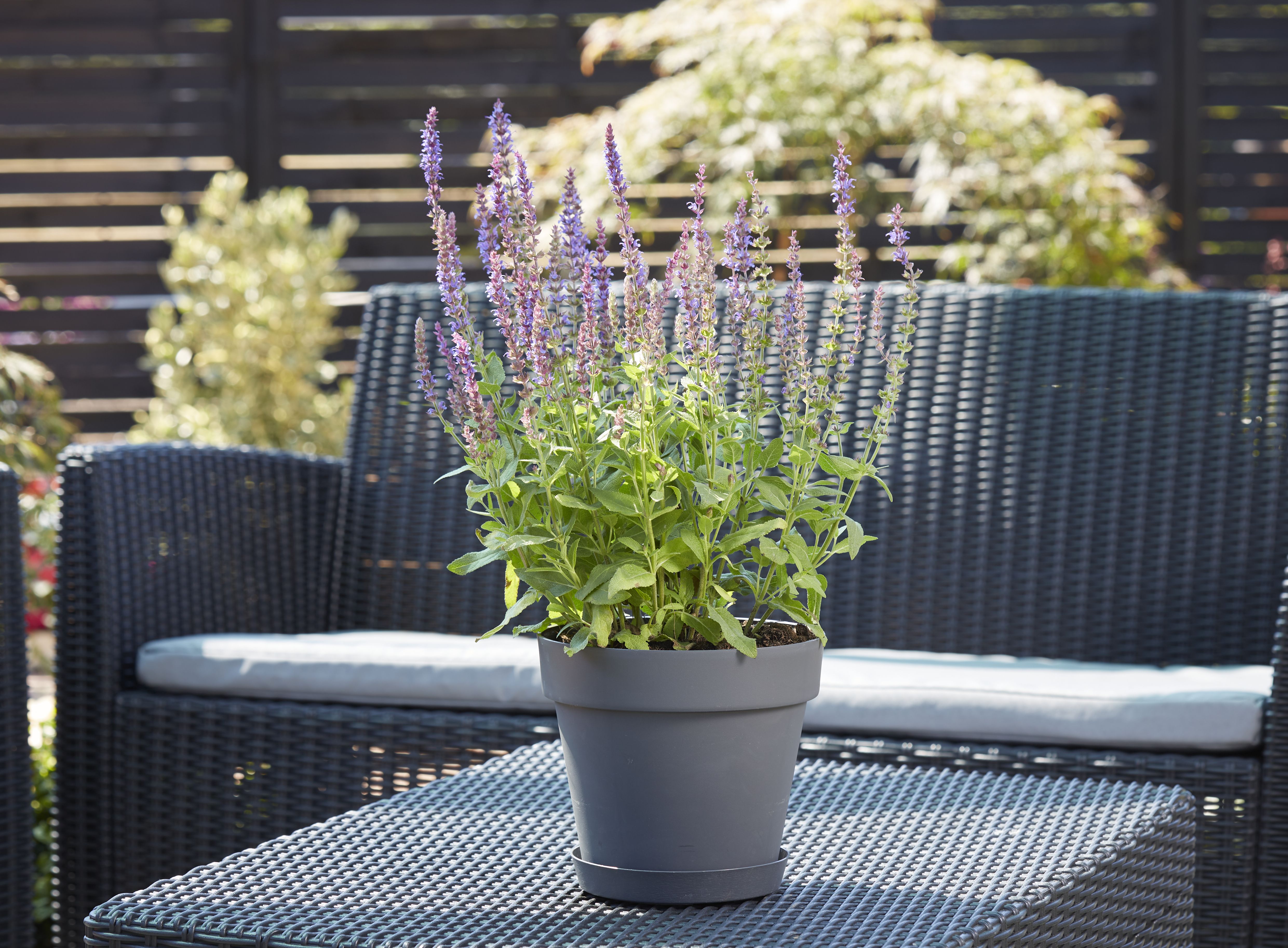 Verve Nurgul Matt Dark grey Plastic Plant pot (Dia) 20cm, (H)17.7cm, 3.5L