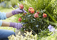 Verve Nylon Lavender Gardening gloves, Small