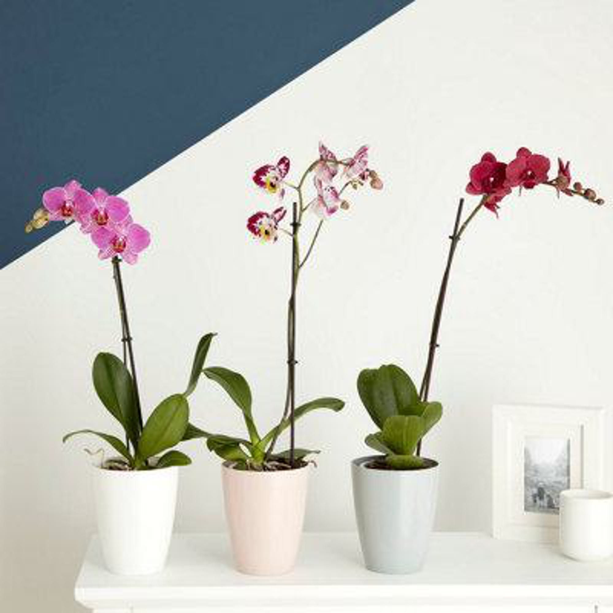 Verve Orchid White Plastic Plant pot (Dia) 13.1cm, (H)16cm, 1.5L