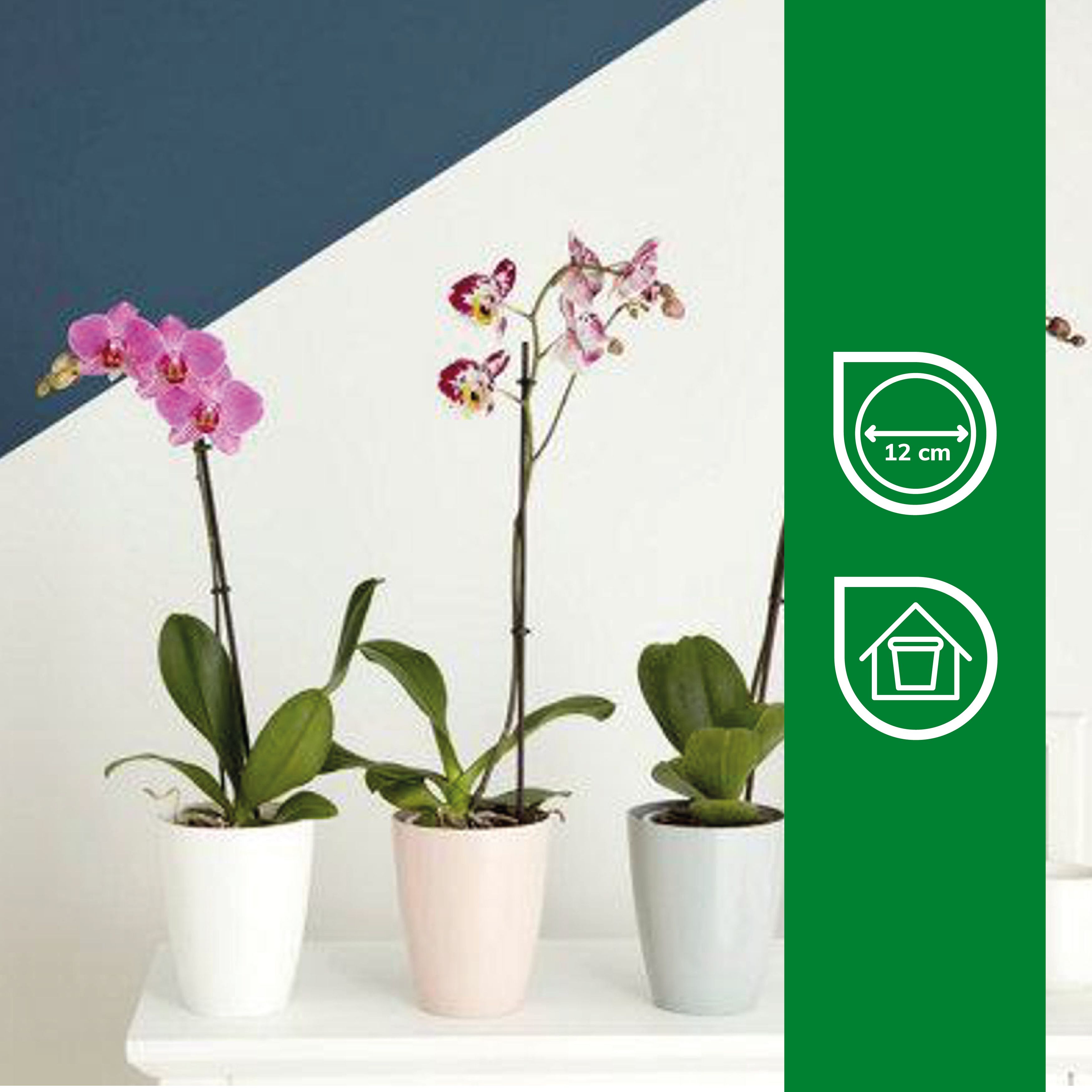 Verve Orchid White Plastic Plant pot (Dia) 13.1cm, (H)16cm, 1.5L