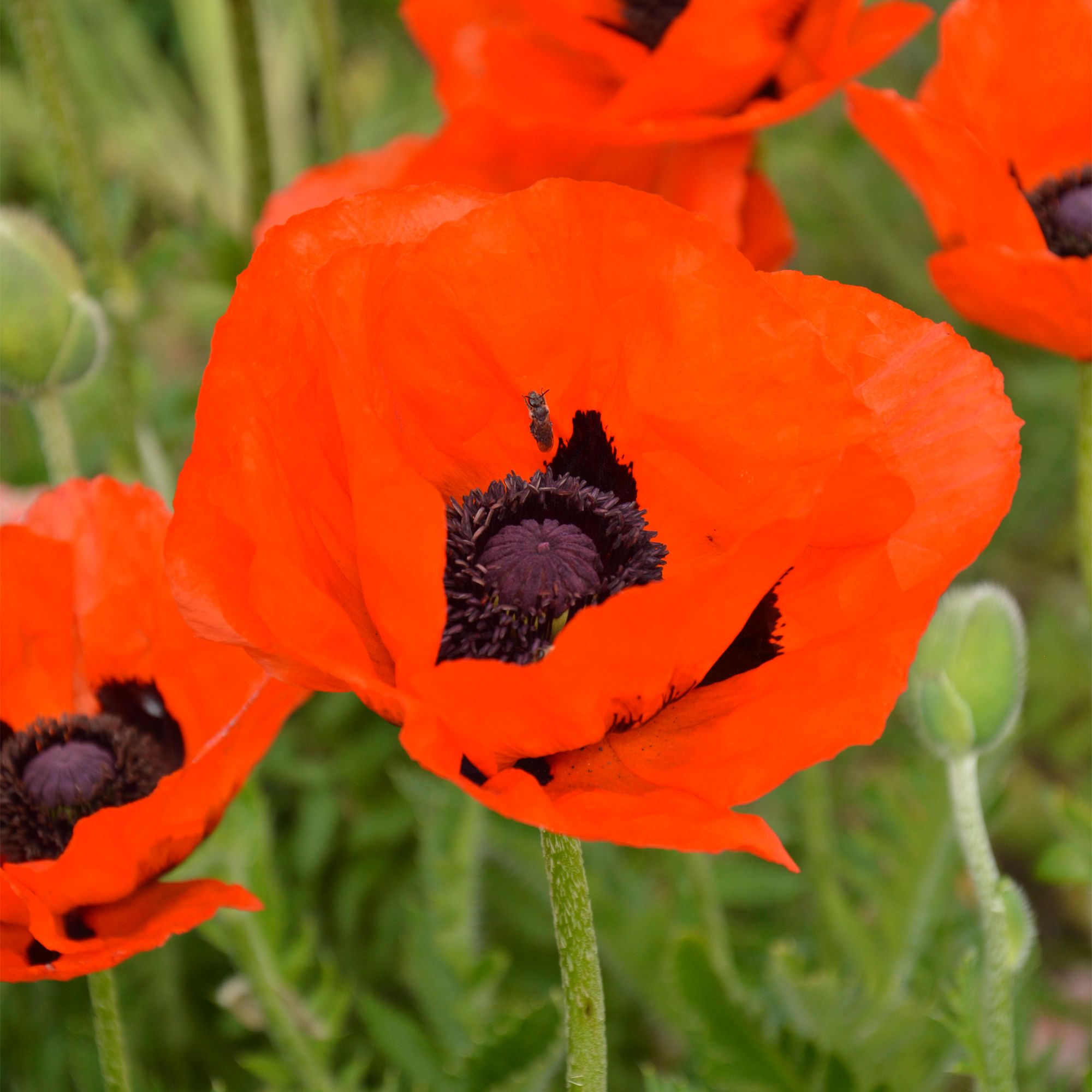 Verve Oriental Brilliant Oriental Poppy Seeds