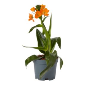 Verve Ornithogalum dubium in Terracotta Plastic Grow pot 10.5cm