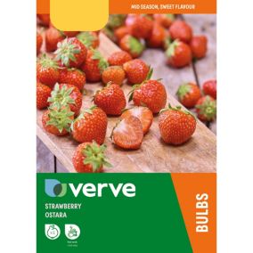 Verve Ostara Strawberry Fruit bulb