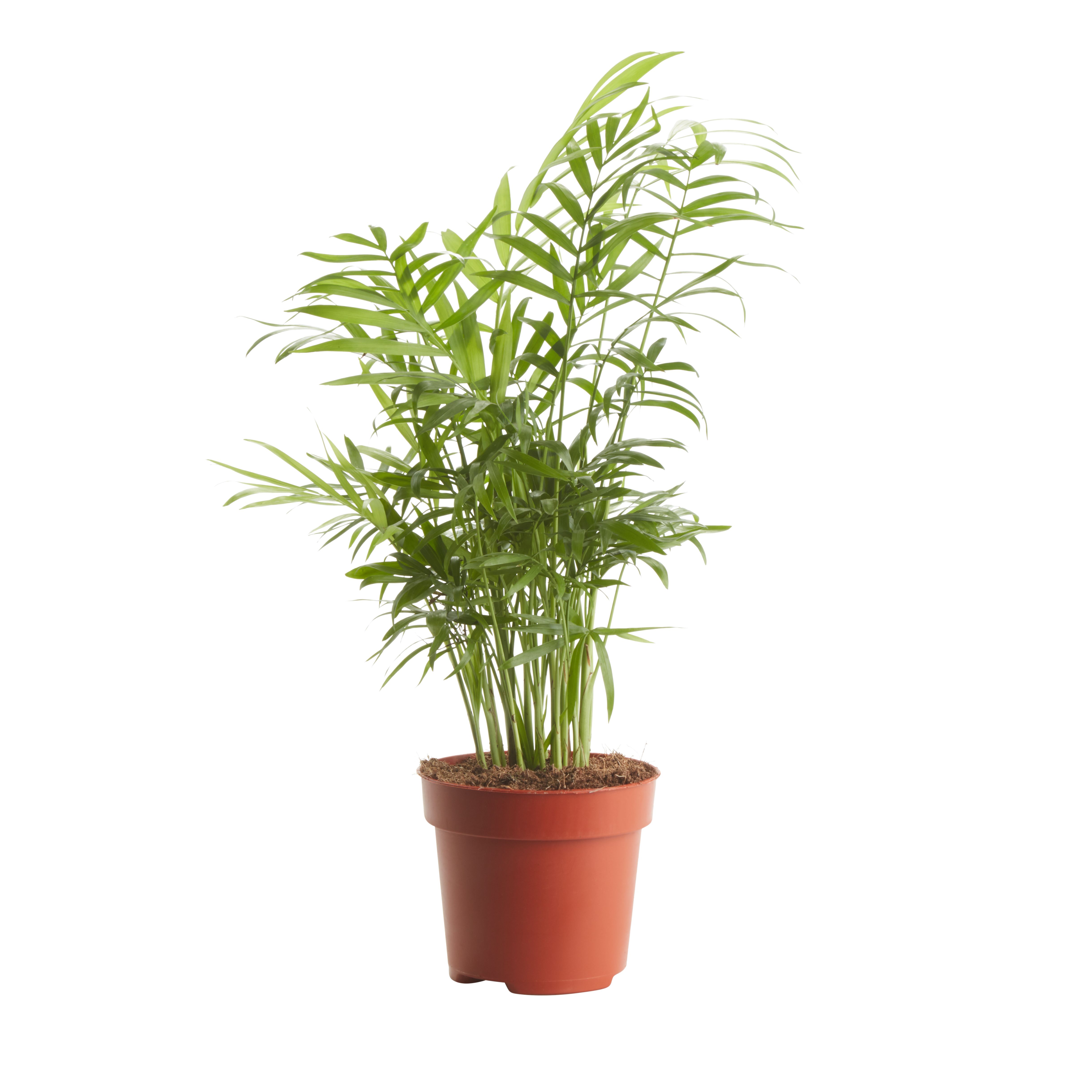 Verve Palm Foliage plant Plastic Grow pot 12cm