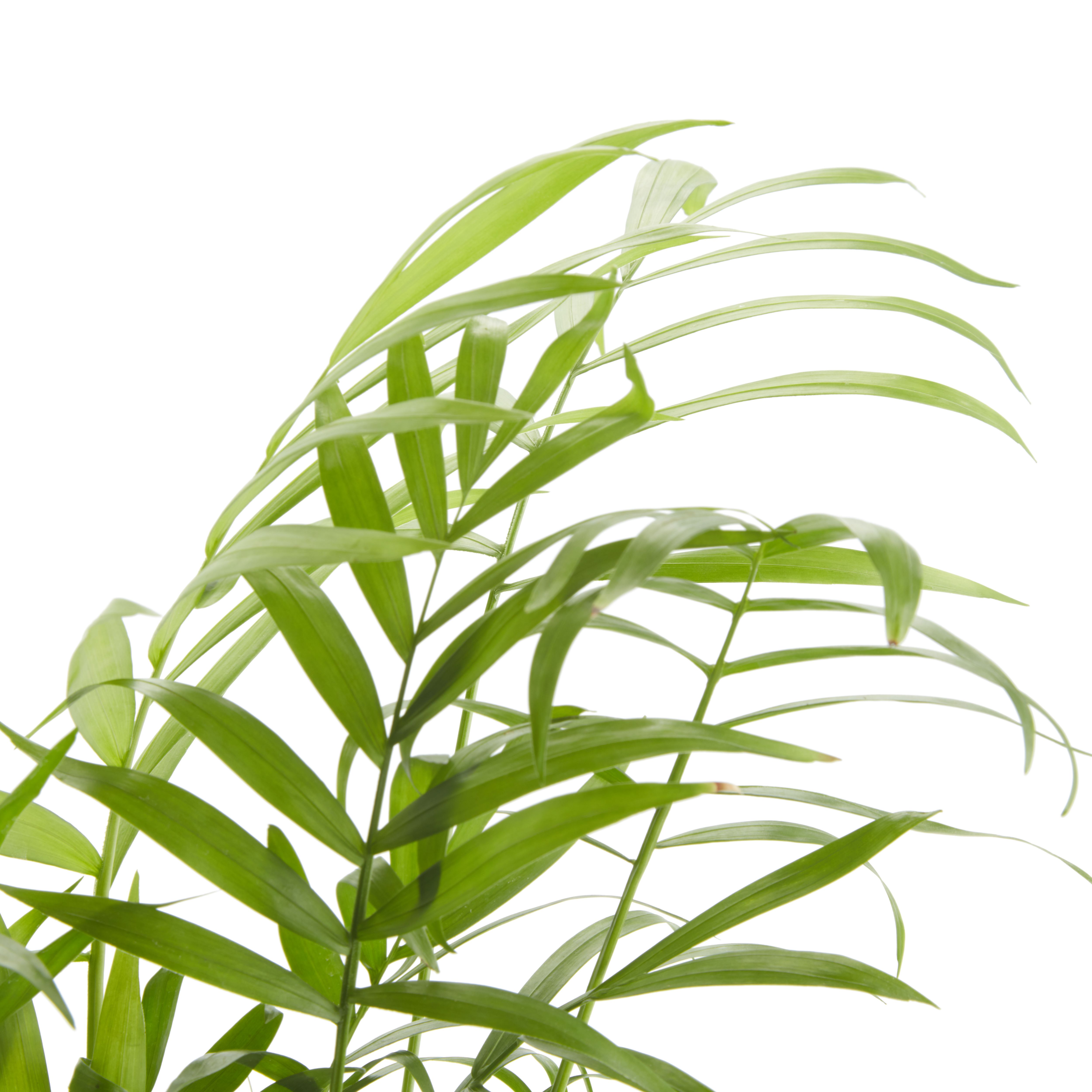 Verve Palm Foliage plant Plastic Grow pot 12cm