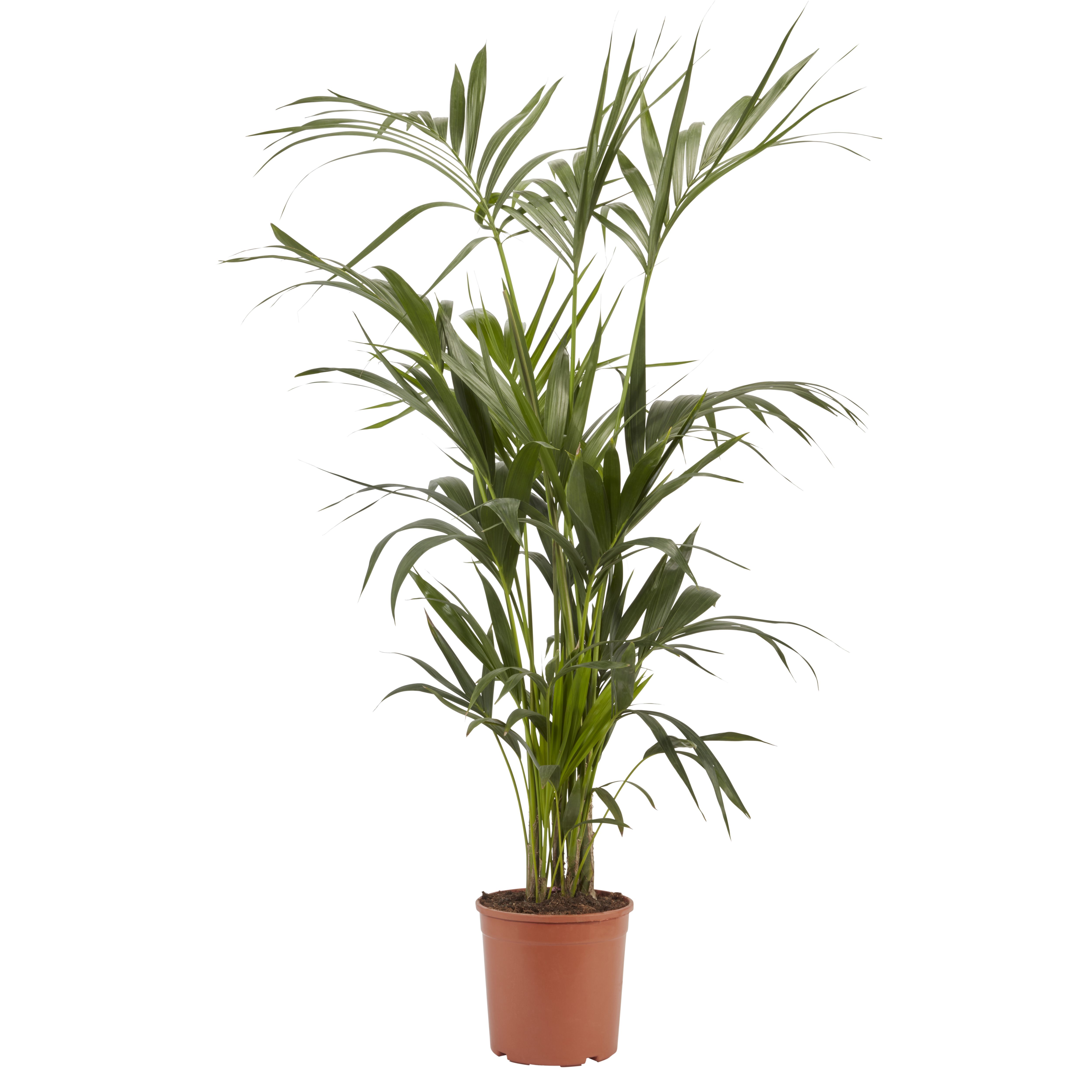 Verve Palm in Plastic Grow pot 24cm