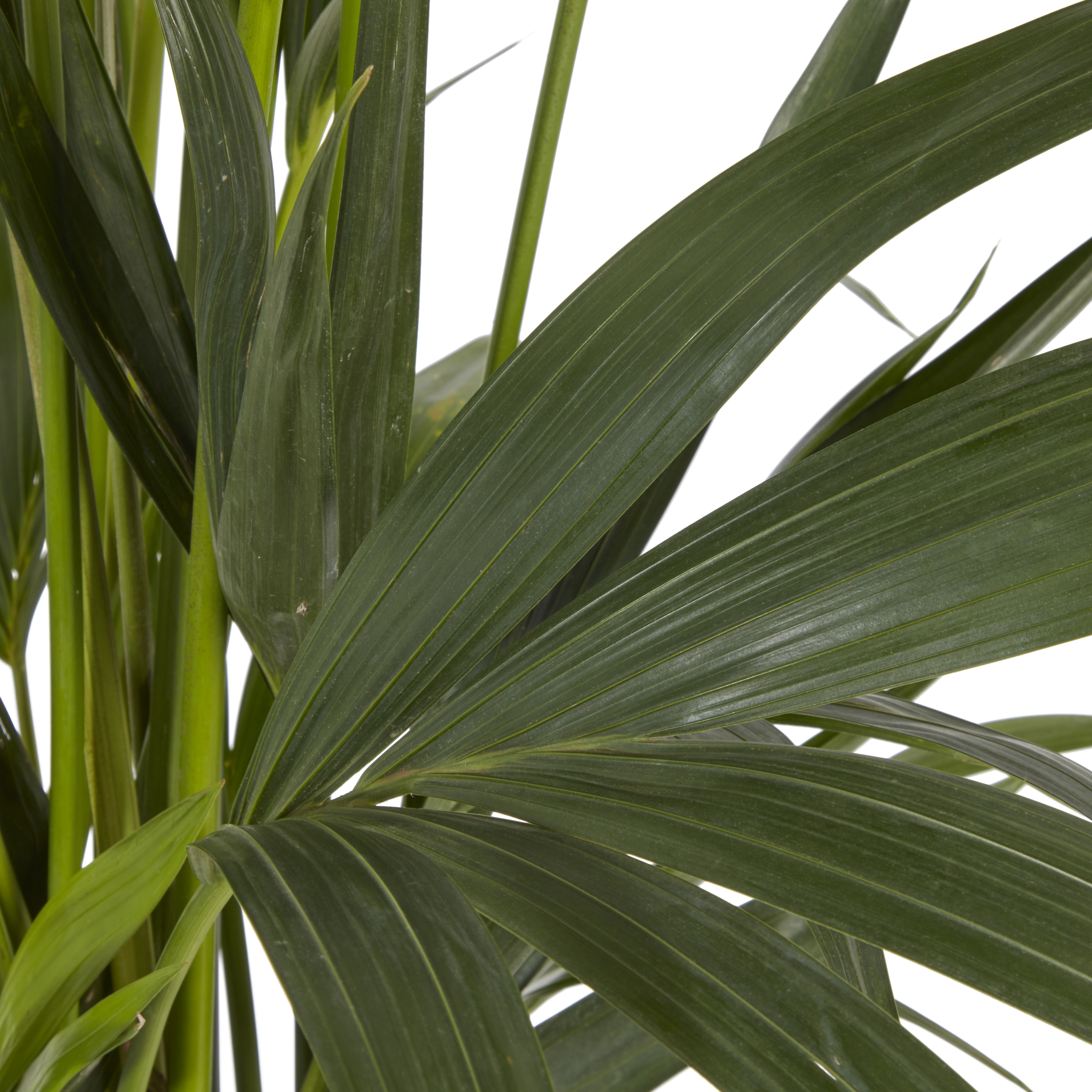 Verve Palm in Plastic Grow pot 24cm