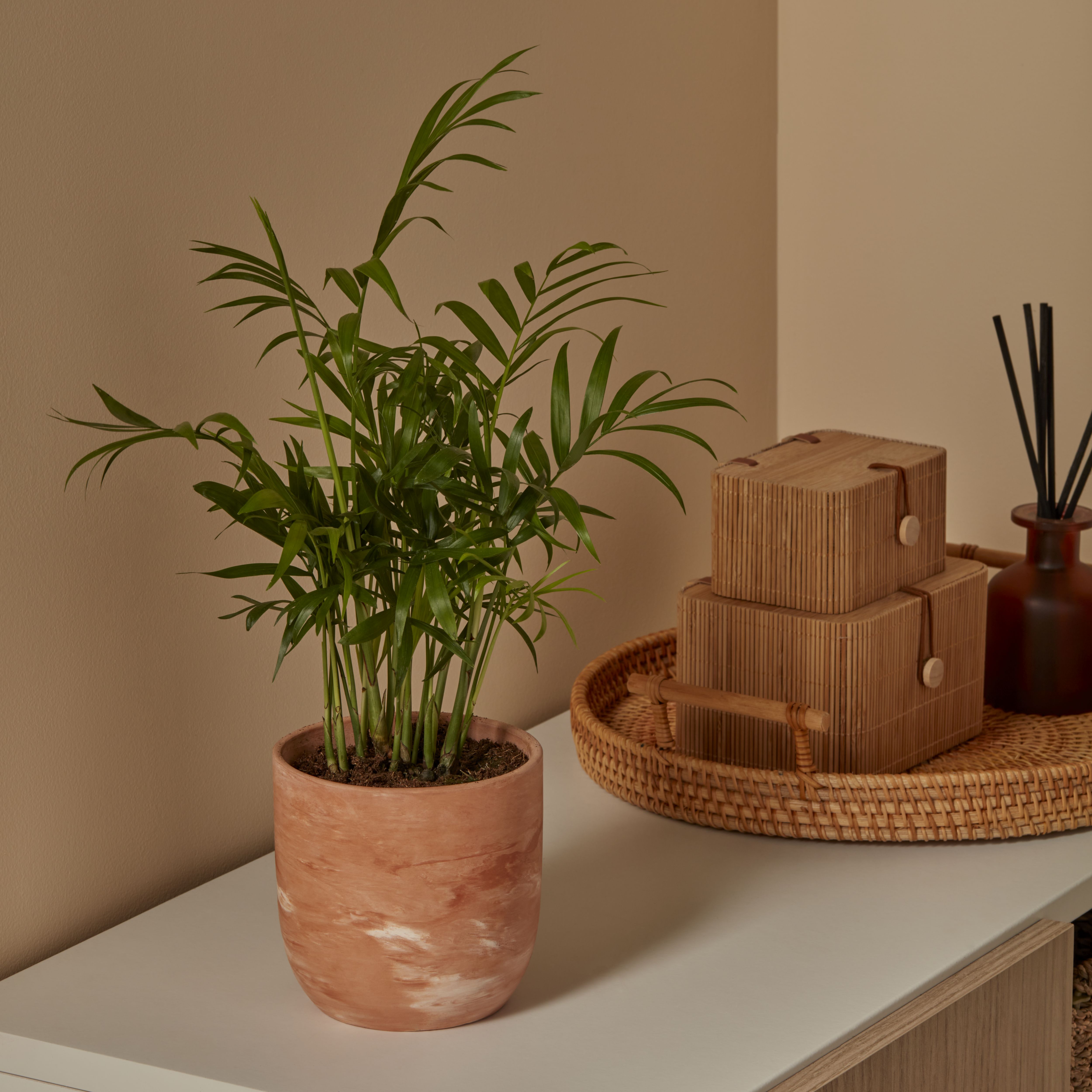 Verve Palm in Terracotta Plastic Grow pot