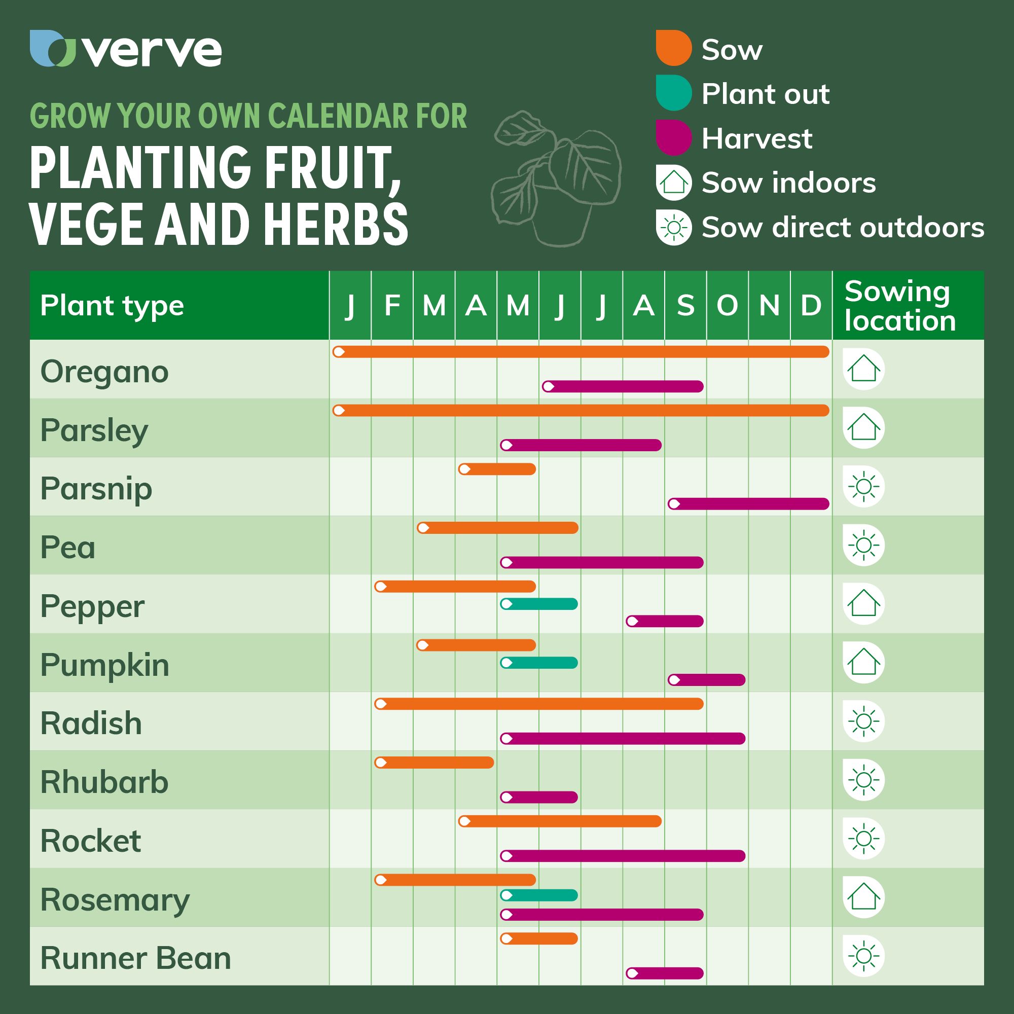 Verve Parsley 'Plain Leaved (Sheeps) 2' Herb Seeds