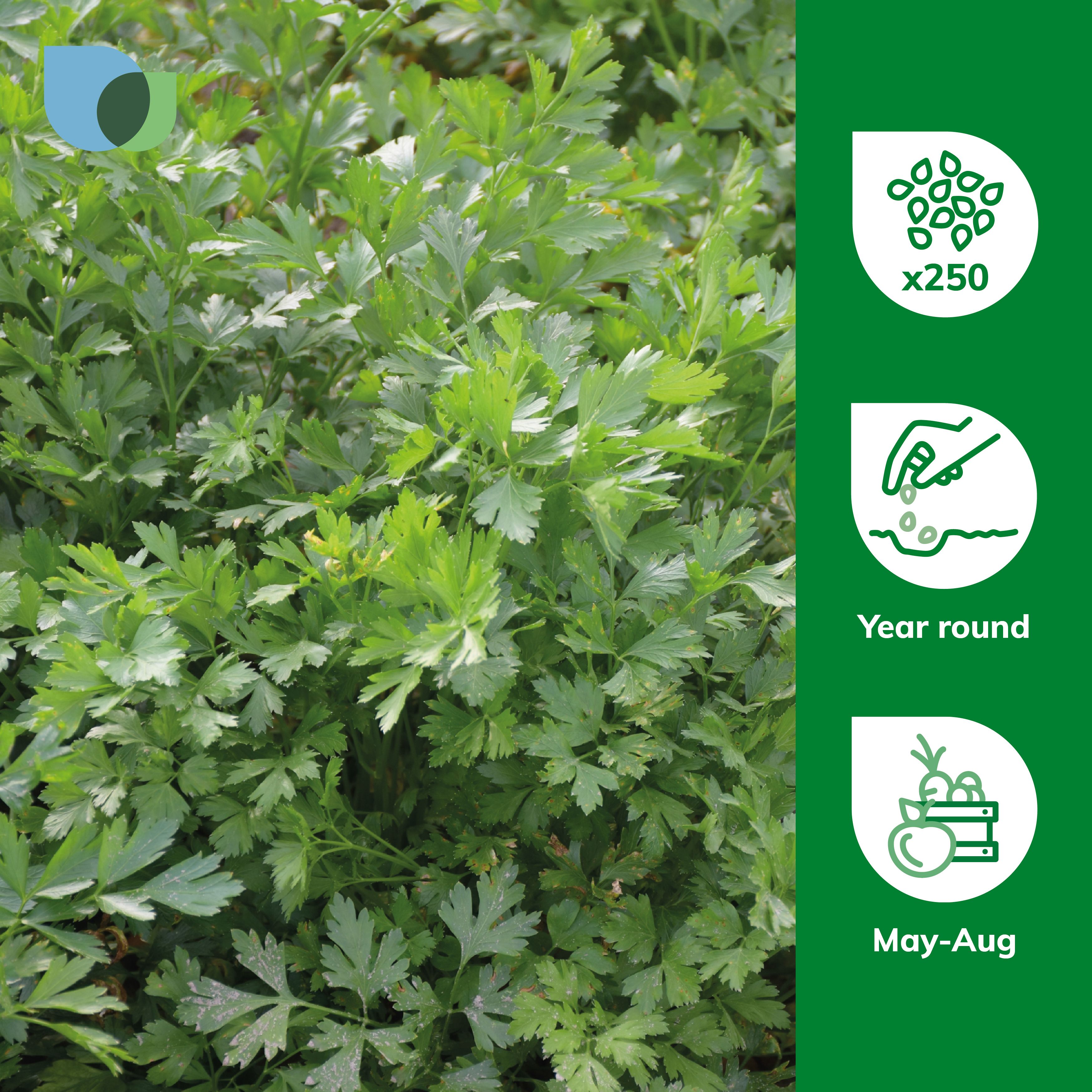 Verve Parsley 'Plain Leaved (Sheeps) 2' Herb Seeds