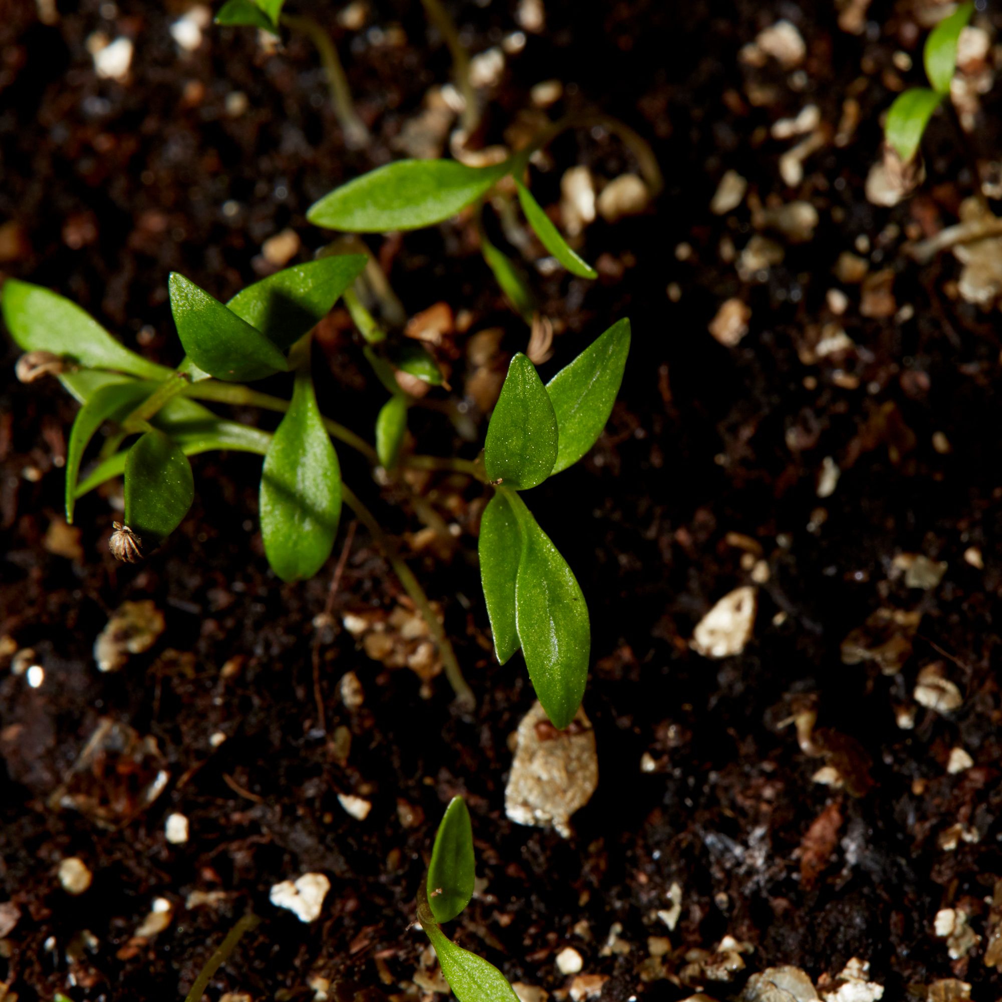 Verve Parsley 'Plain Leaved (Sheeps) 2' Herb Seeds