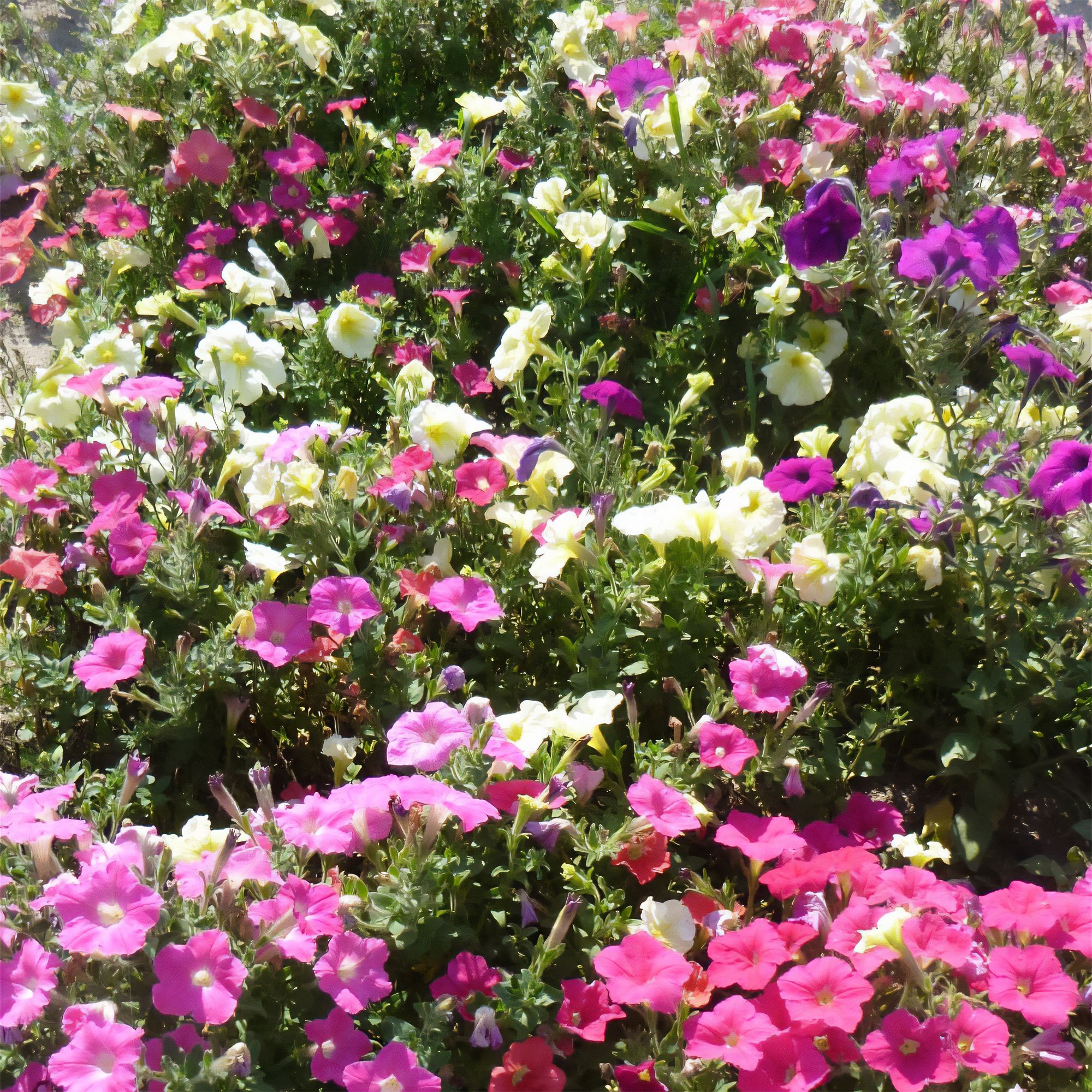 Verve Pastel Assorted F1 Petunia Seeds