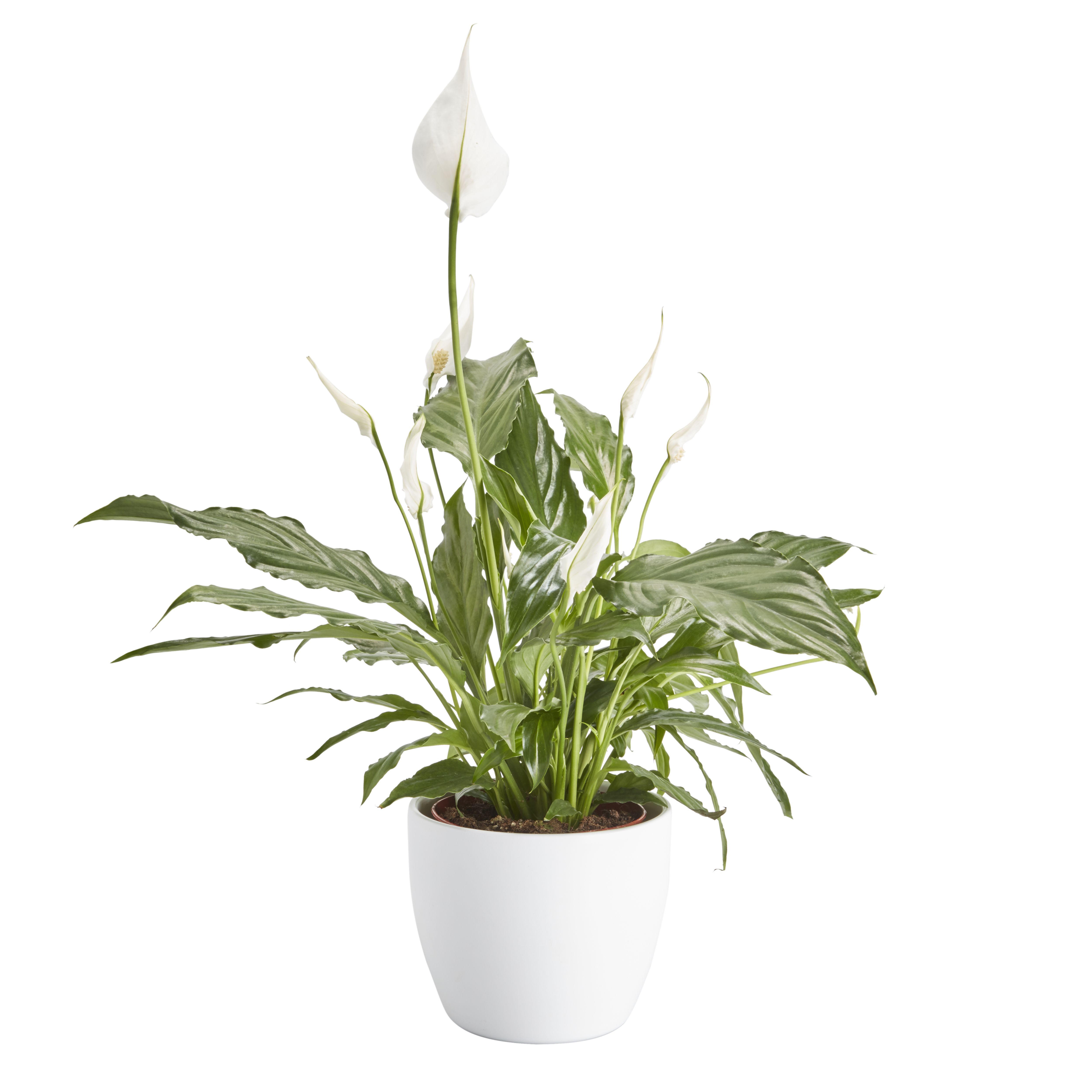 Verve Peace lily Flowering plant in Ceramic Decorative pot 14cm