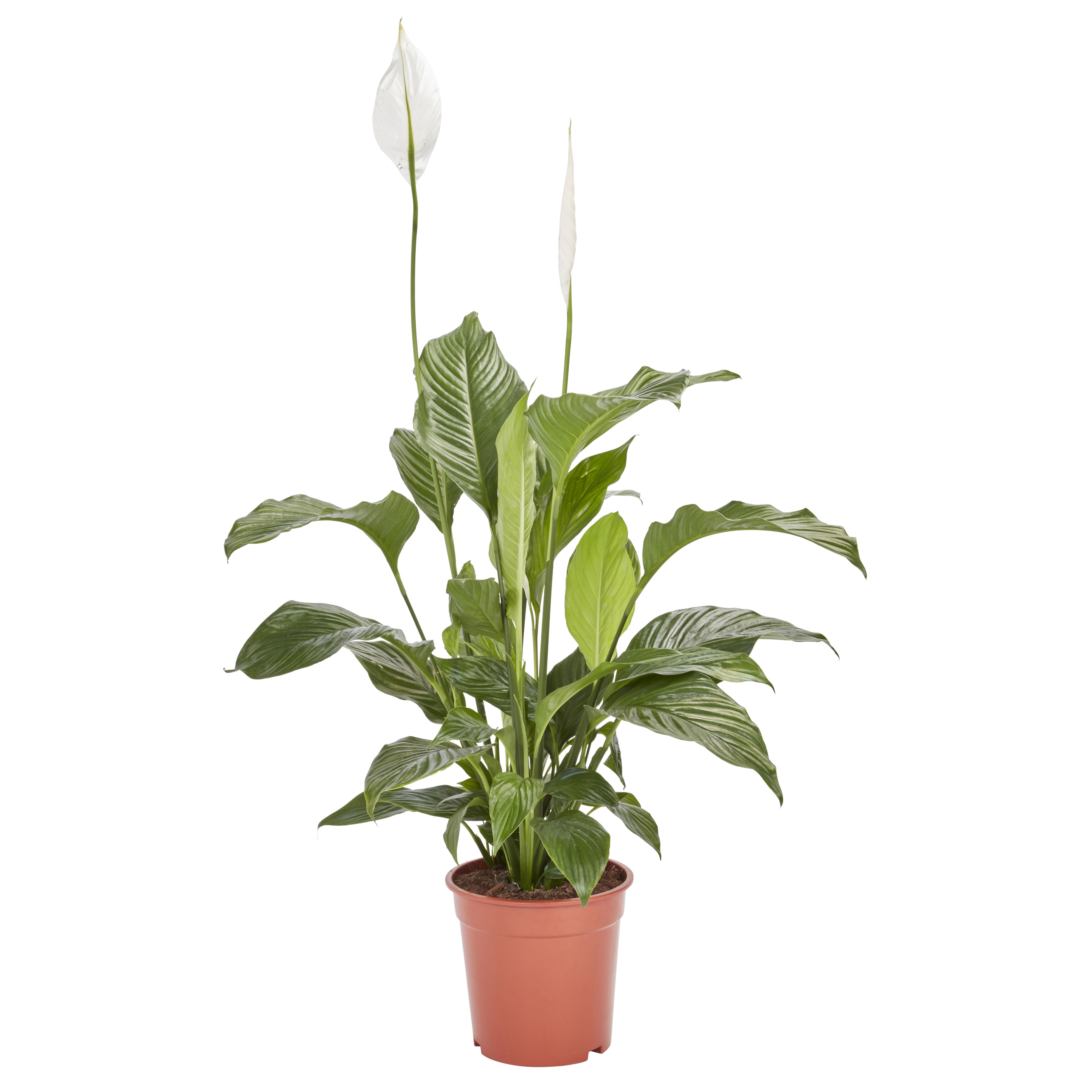 Verve Peace lily in Plastic Grow pot 21cm