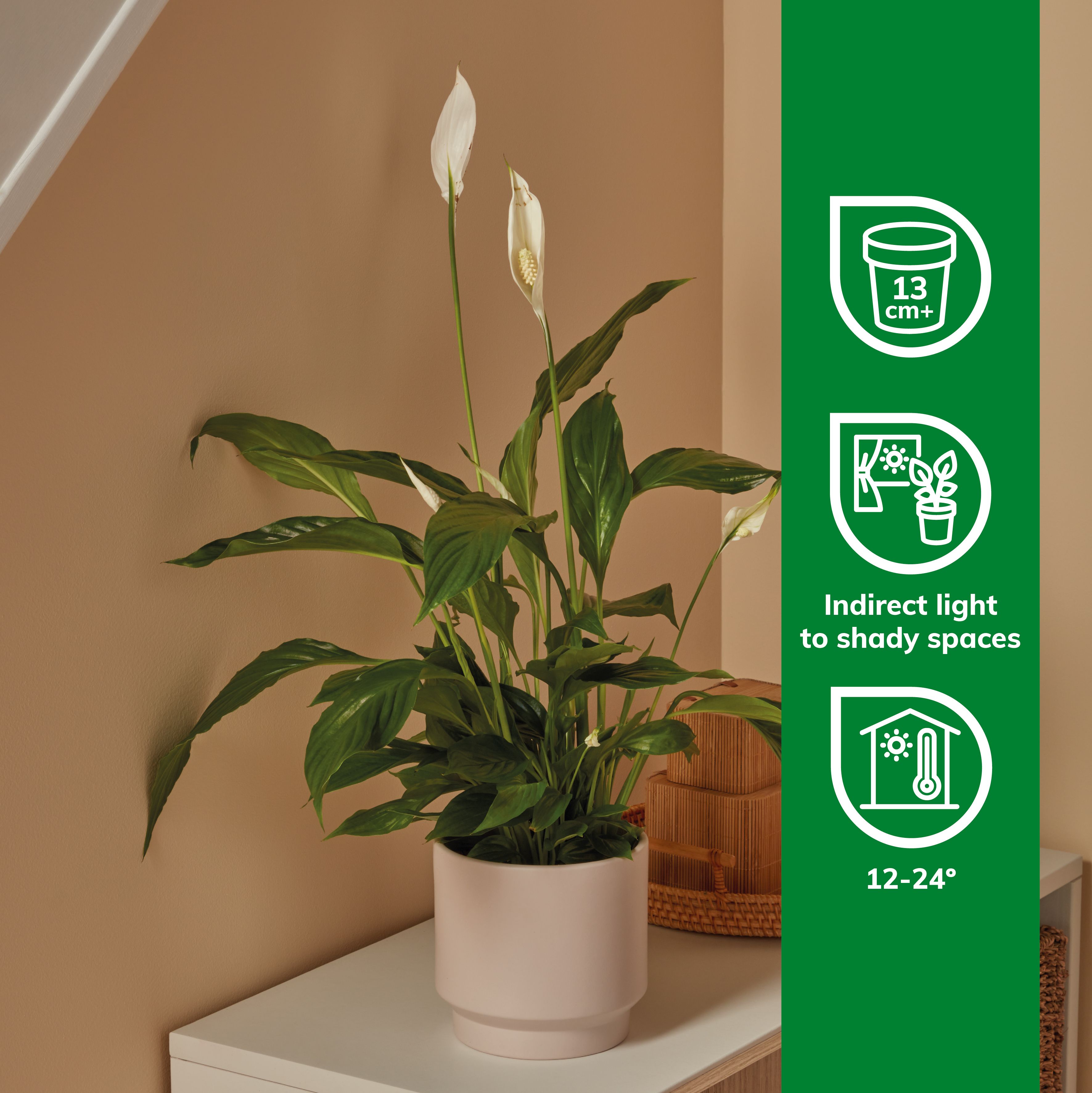 Verve Peace lily in Terracotta Plastic Grow pot 12cm