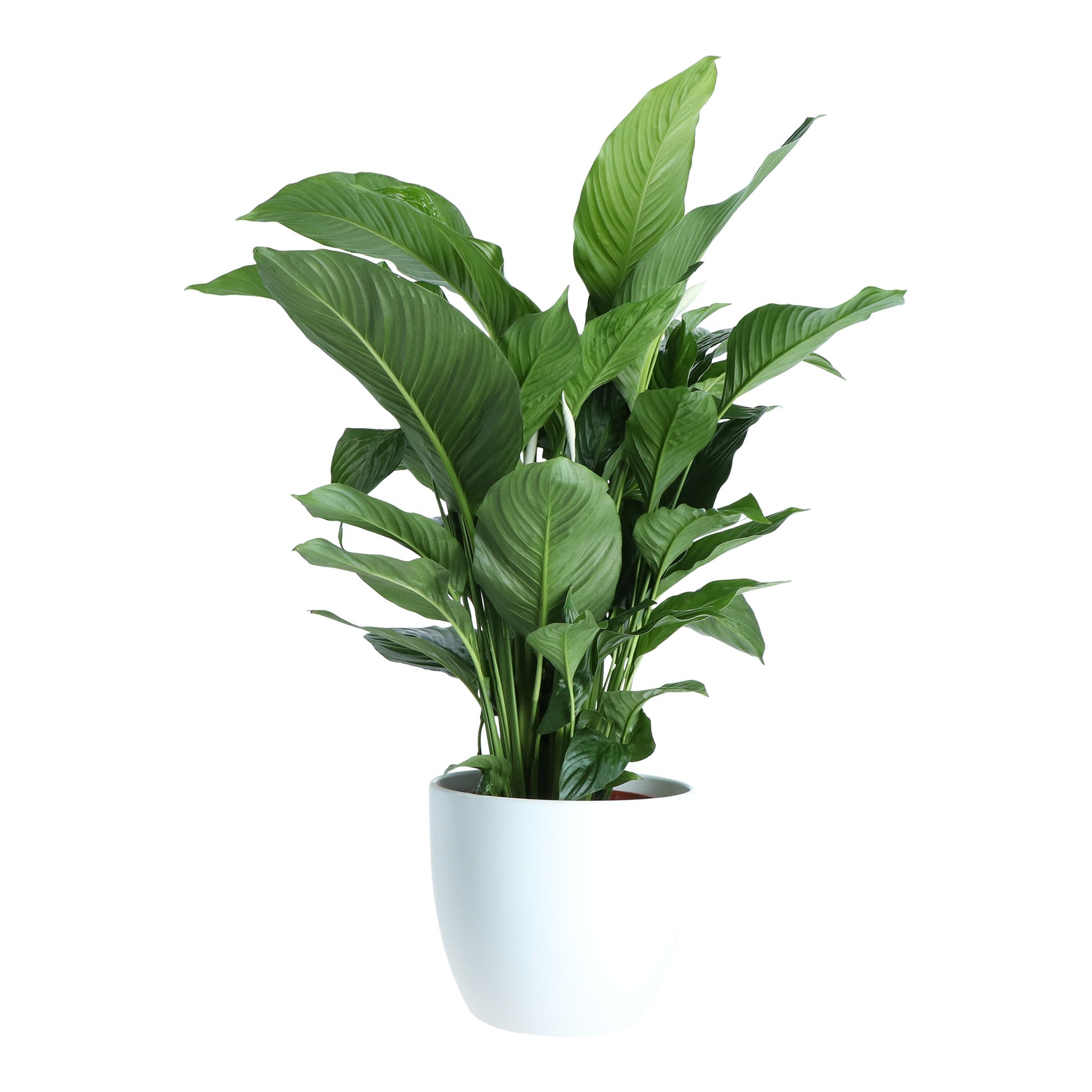 Verve Peace lily in White Ceramic Decorative pot 26cm