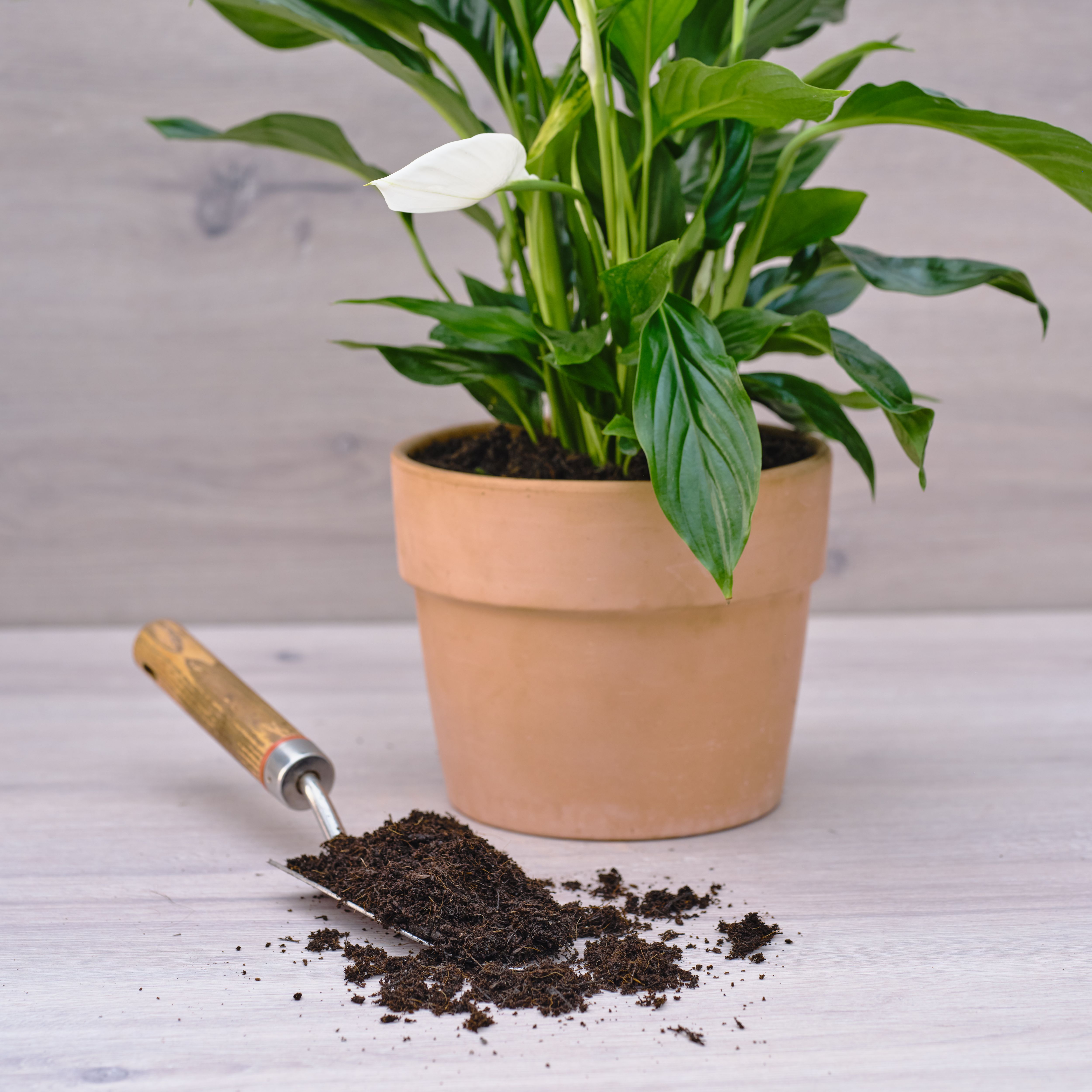 Verve Peat-free Houseplant Compost 10L - 3