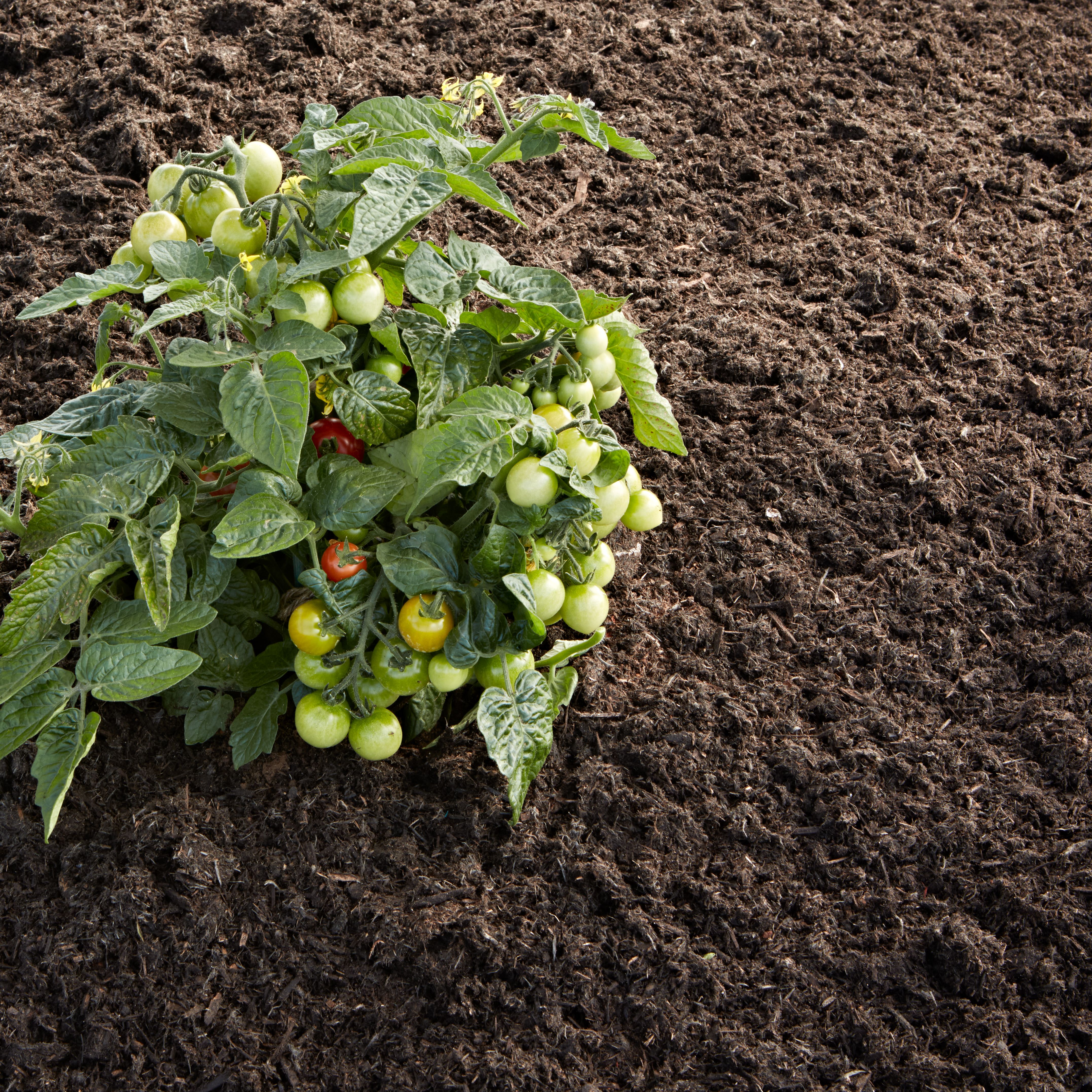 Verve Peat-free Manure 50L - Ideal for Improving soil structure