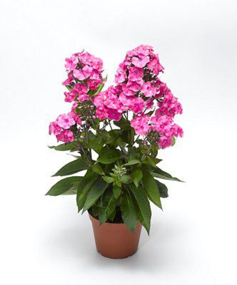 Verve Phlox
