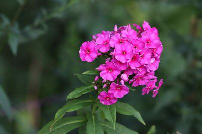 Verve Phlox