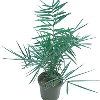 Verve Phoenix palm Shrub