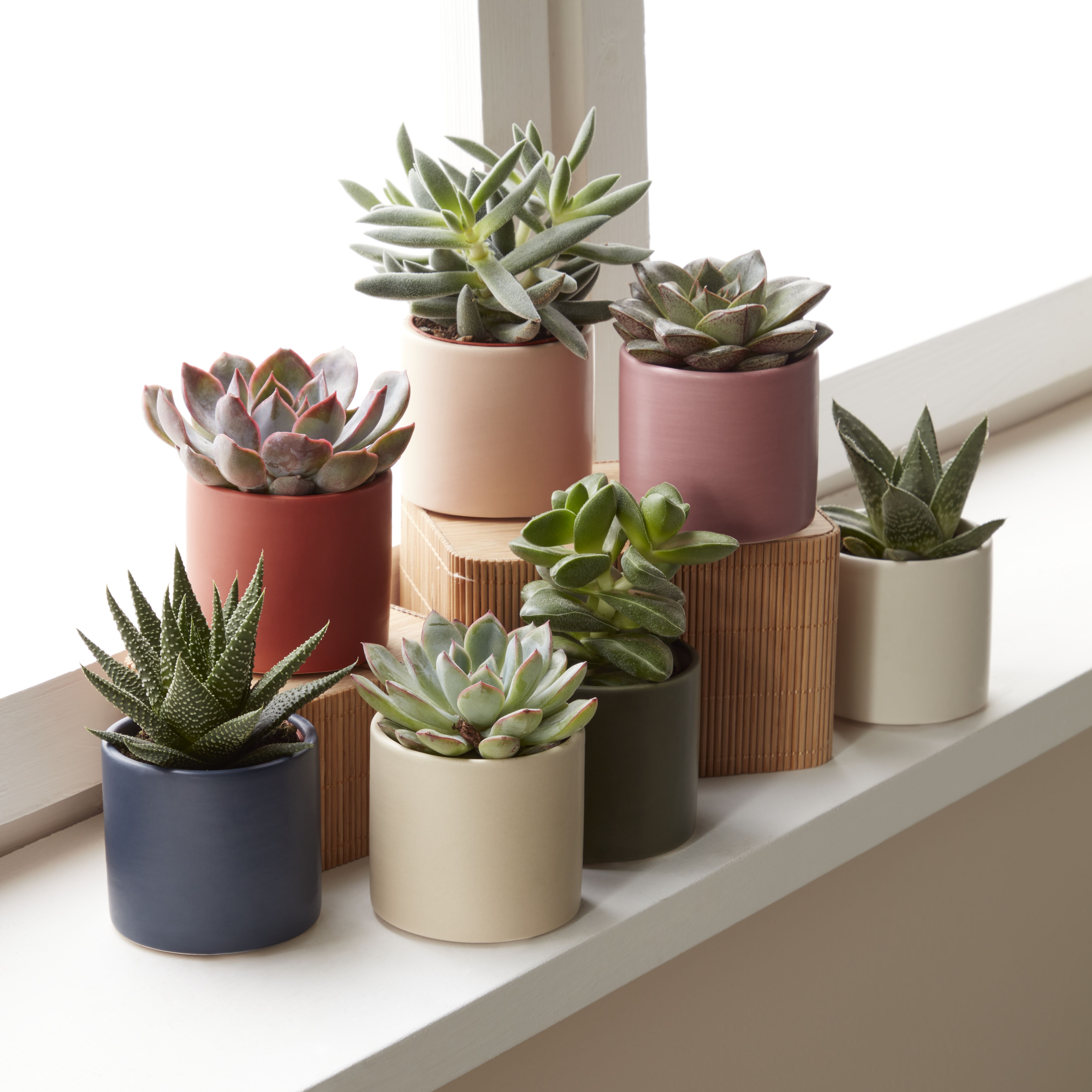 Verve Piccomini mix Succulent in Assorted Ceramic Decorative pot 6cm