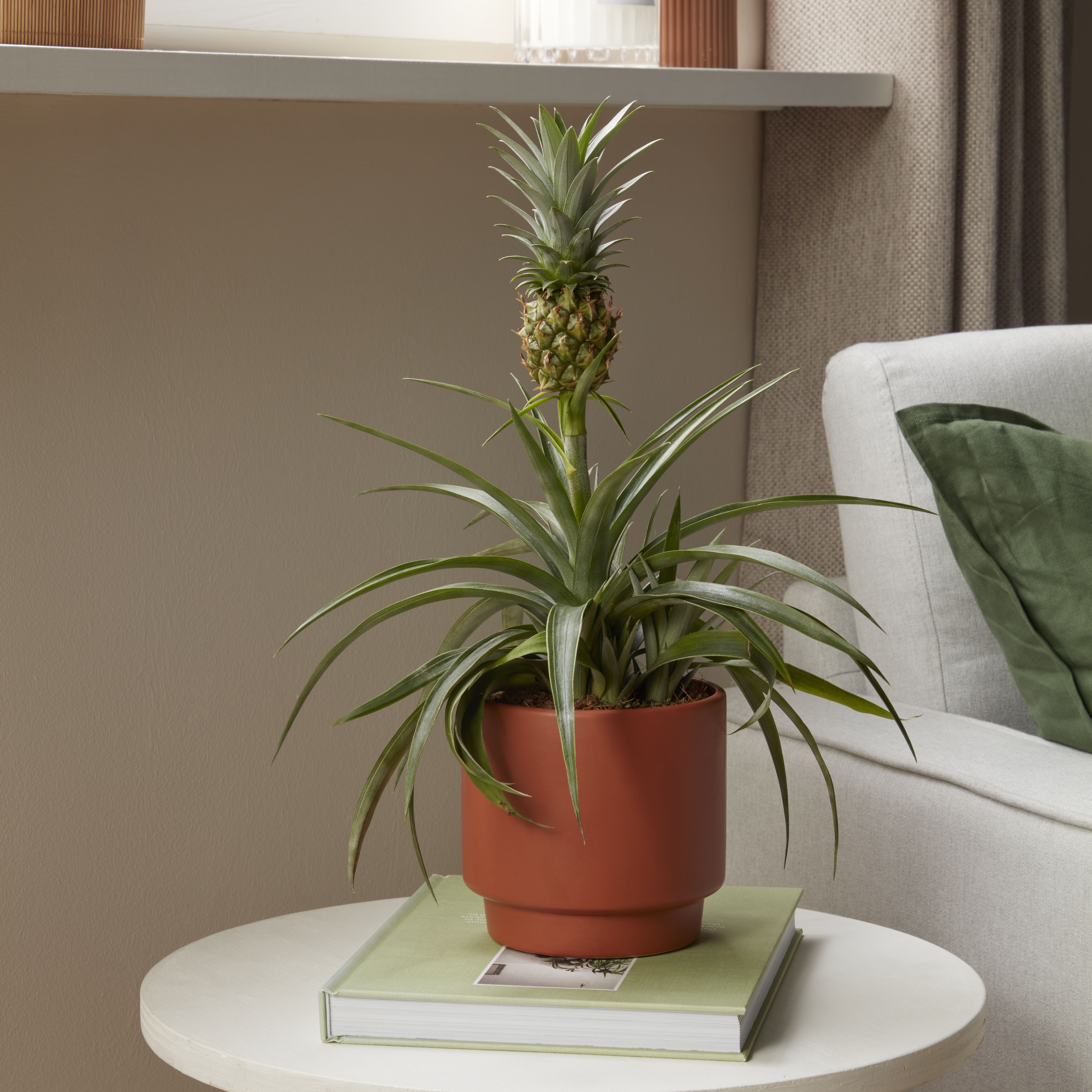 Verve Pineapple plant in Assorted green, white or grey Ceramic Decorative pot 13.5cm